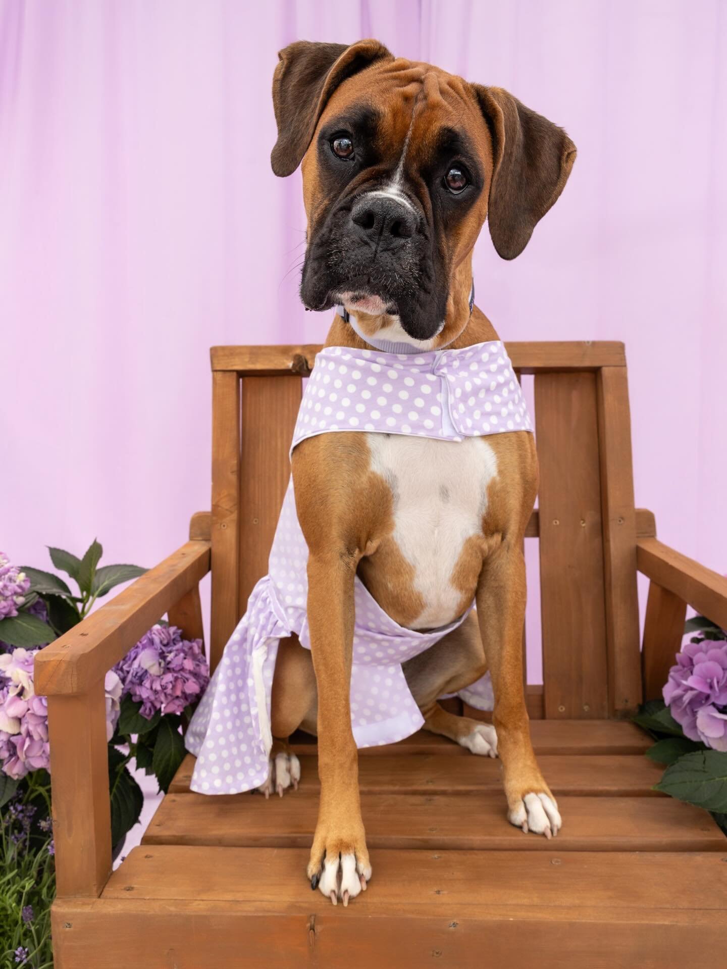 The 3rd Annual Dog Mom Day Festival hosted by @trianglecanineclub is coming up in just a few days! 🌼 

Join me and fellow Dog Moms this Saturday, May 9 from 11 a.m. &ndash; 3 p.m. @boxyardrtp for an afternoon celebrating all things dogs and communit