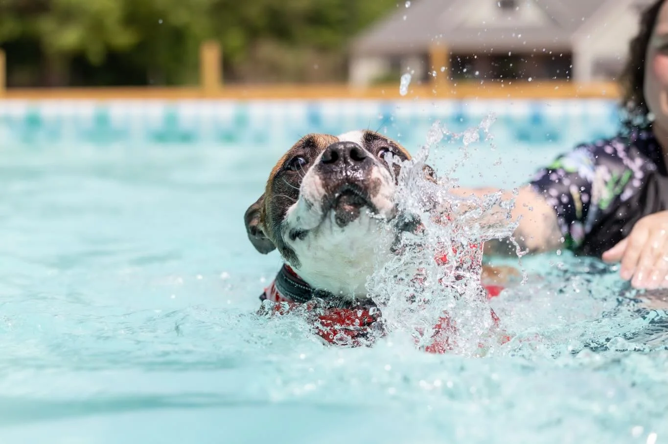 Our Shelter Dog Swim Day from a couple of weeks ago was full of joy and fun! 💦 

So many of our shelter pups from @wakegovpets had a chance to get out of the center and enjoy the day at #slidinggranch swimming, enjoying the sunshine, and soaking up 