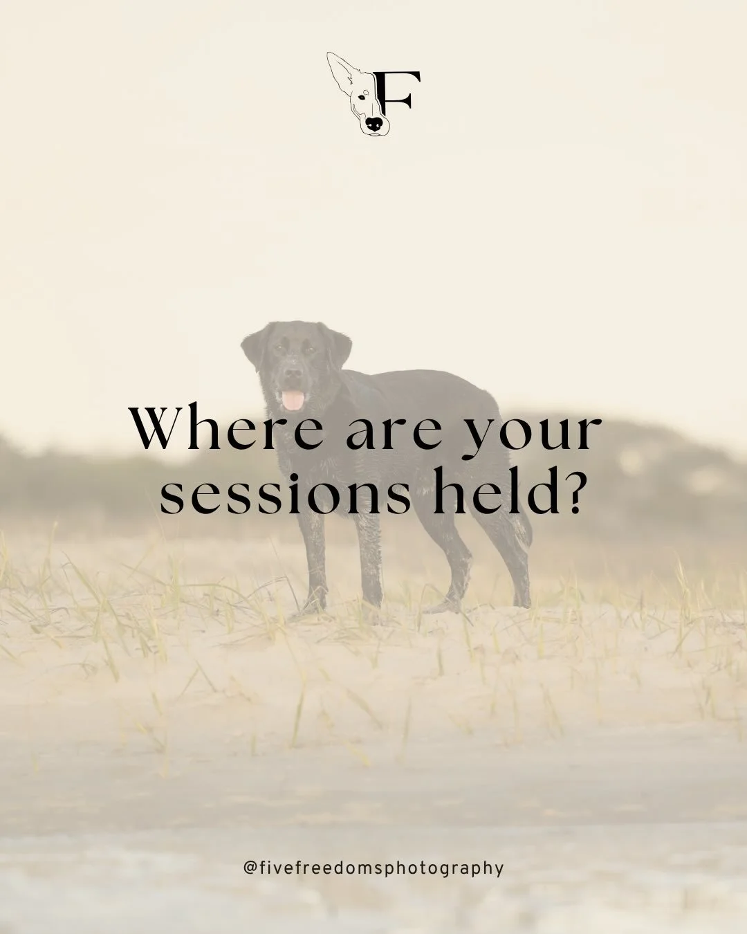 Some clients have a spot that&rsquo;s meaningful to them while others just want a pretty place to host their Pet Portrait experience! 

Either way&mdash;we&rsquo;ve got you covered. 🫡 

We have many gorgeous locations to choose from keeping your pet