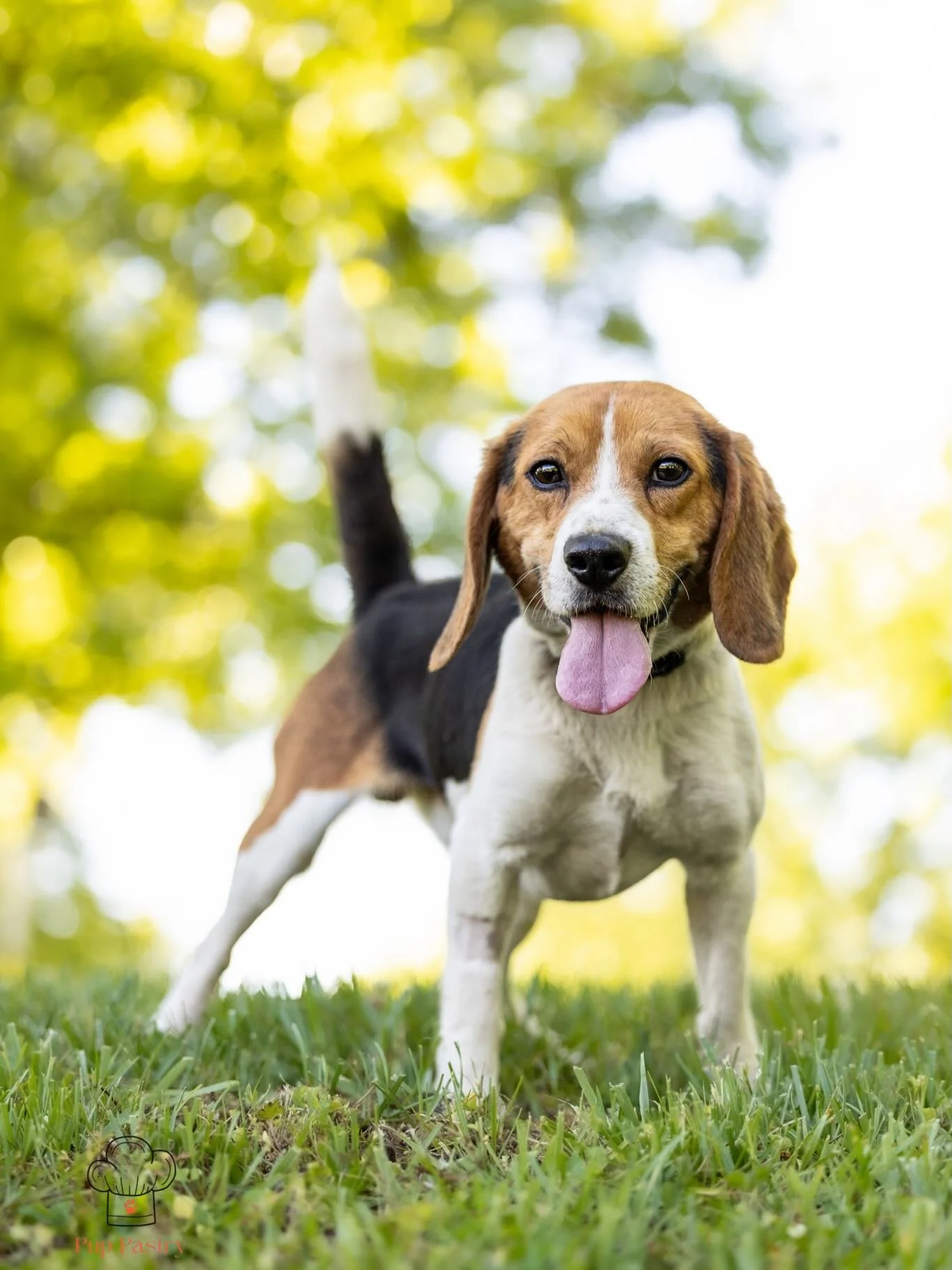 April Foster Photo Day was all about the Beagles (mostly)! 🤗 

Every pup you see here is currently looking for a home to call their own... Almost all of them come from a place of being unwanted, discarded, or mistreated.

Let&rsquo;s help change the
