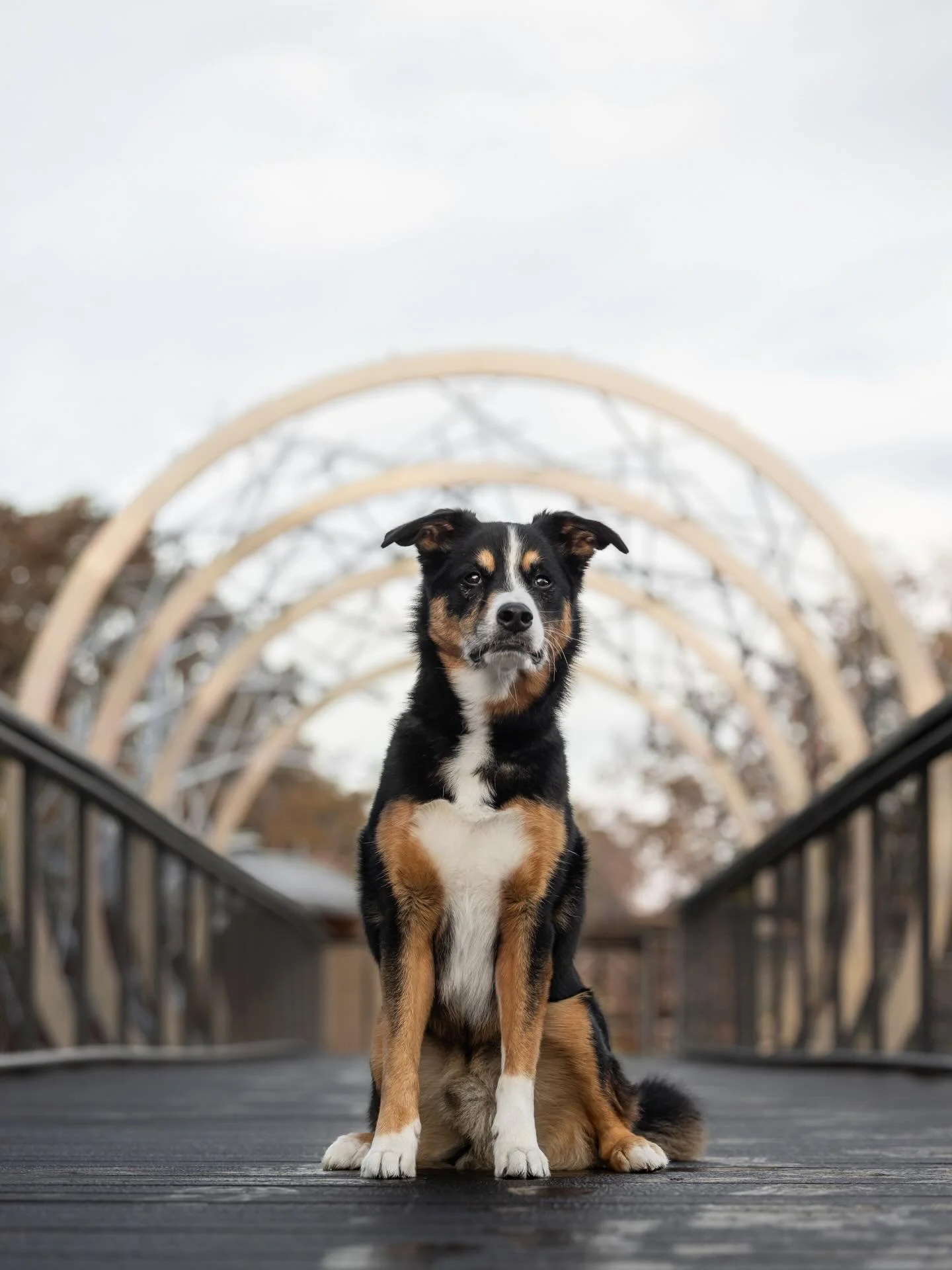 My first challenge for Emerge, Framed, through @unleashed.ed is in the books! 📚 

The prompt for this one was to use either natural or man made elements to frame your subject while allowing the dog to still be the main focus. 🖼️ 

This one was quit