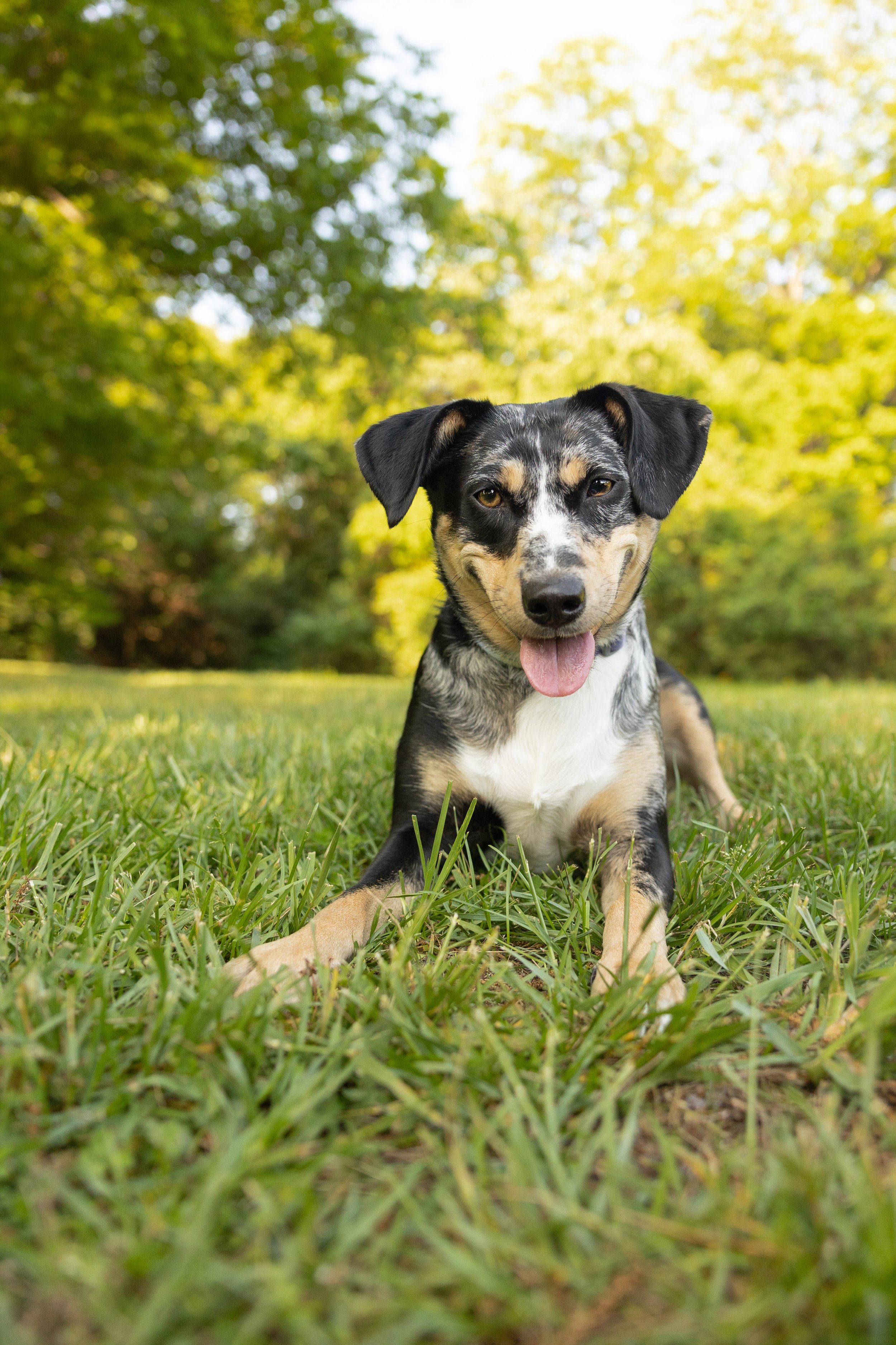May 2026 Adoptables Sponsored by Dogs Like Ash