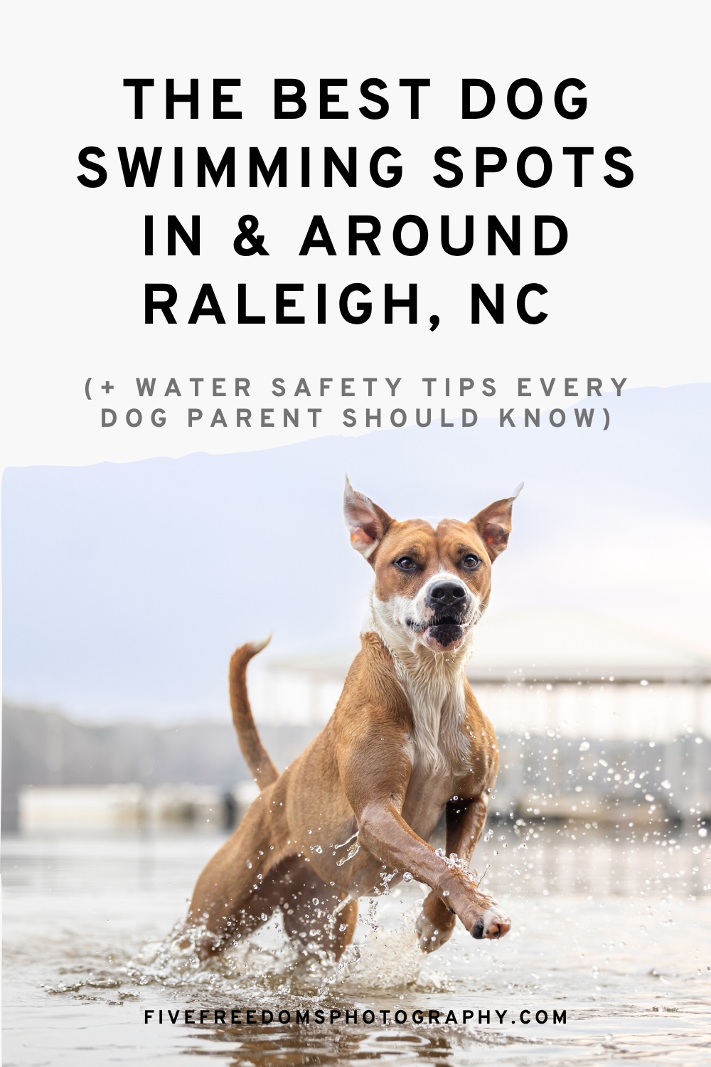 The Best Dog Swimming Spots In Raleigh, NC (+ Water Safety Tips For Pet Parents)