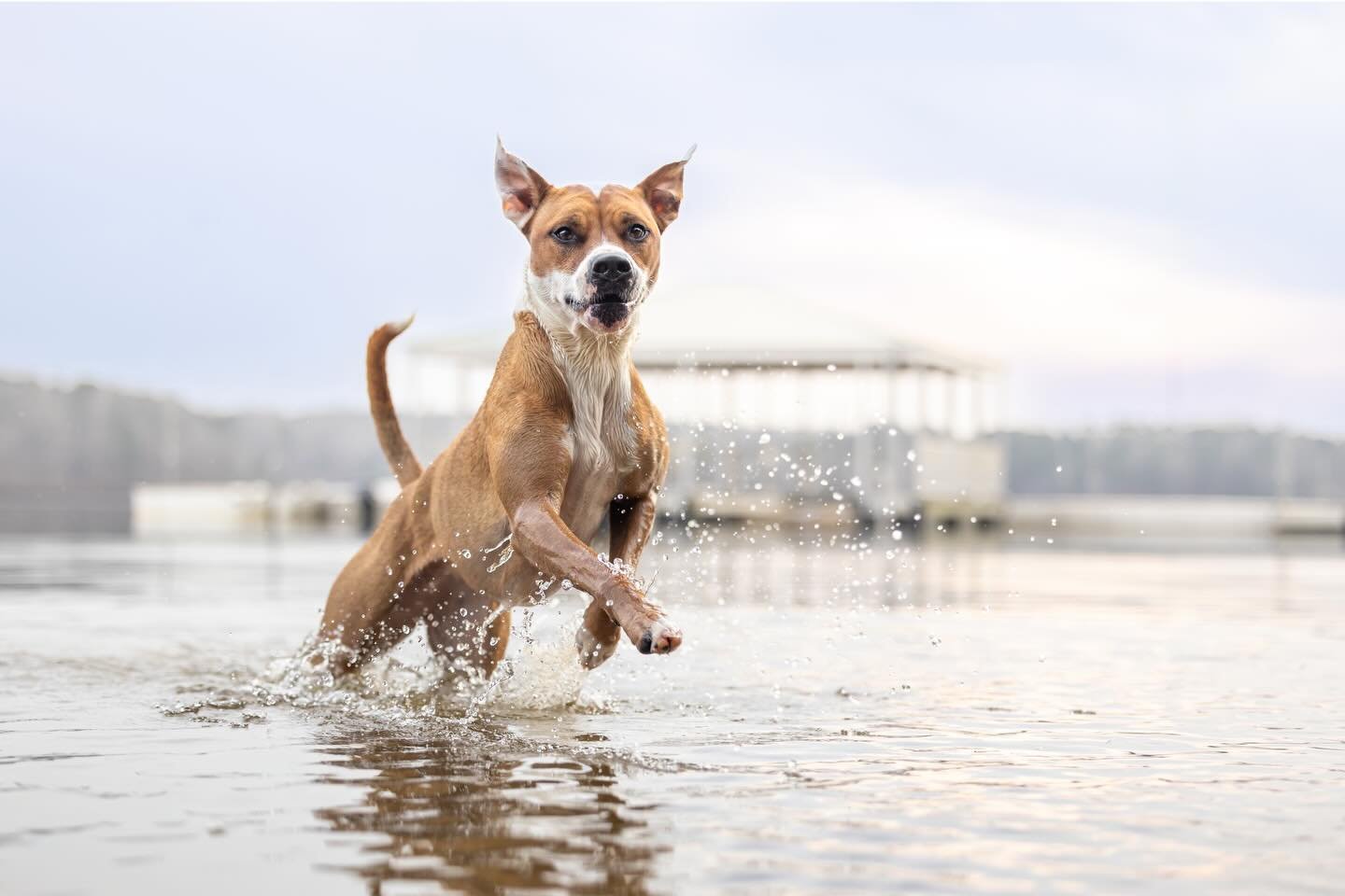 Dog Swimming Recs In + Around Raleigh 💦 

My Tully girl LOVES to swim. 

Truthfully, she decided on her own one day that she was part fish. 🐟 She casually waded into the water and started paddling her little heart out &mdash;anytime we are near a s