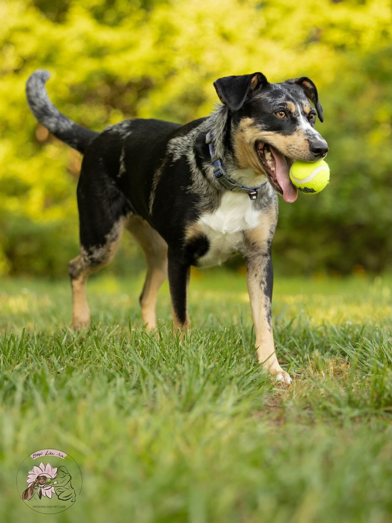 In case you need a dose of adorable today, May&rsquo;s Foster Photo pups brought the beauty and personality! 🎾 

May I introduce you to:
1. Maxi @hopeanimalrescue 
2. Banjo @longleafanimalrescue 
3. Mocha @crisisdogs.nc 
4. Sable @crisisdogs.nc 

Cu