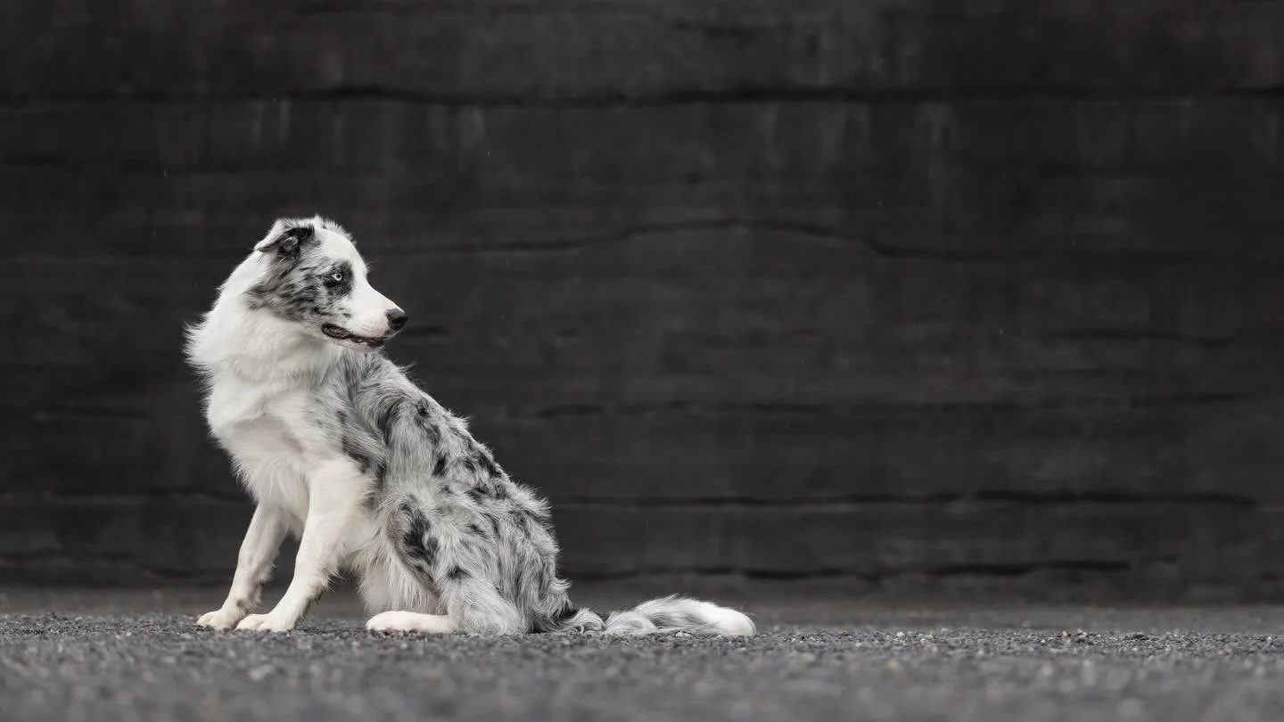 Challenge Number ✌🏻 of Emerge: Spaced Out with @unleashed.ed is in the books! 🥰

This was my submission of puppy Border Collie, Kismet at @ncartmuseum using lots of negative space (hence the name of the challenge) and a unique crop of 16:9. 

I&rsq