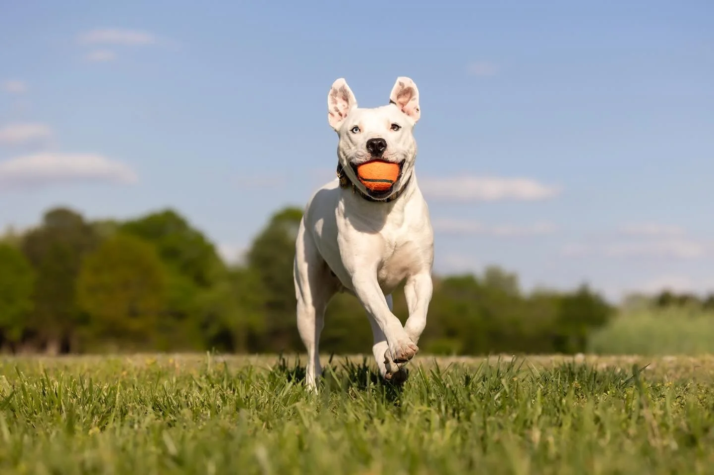 Nugget&rsquo;s energy is exactly how I&rsquo;m starting my Summer! 💃 

Mr June is a @paws4ever_nc Alum but was happy to represent rescue dogs everywhere by winning a spot in the @secondchancencpets 2026 Triangle Dog Of The Year Calendar. 

According