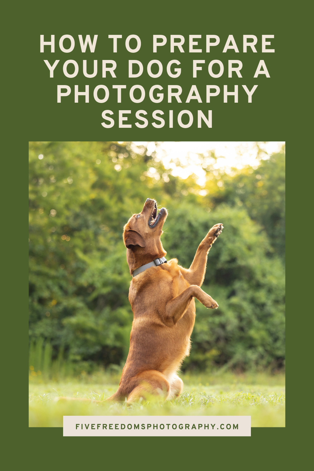 How To Prepare Your Dog For A Photography Session