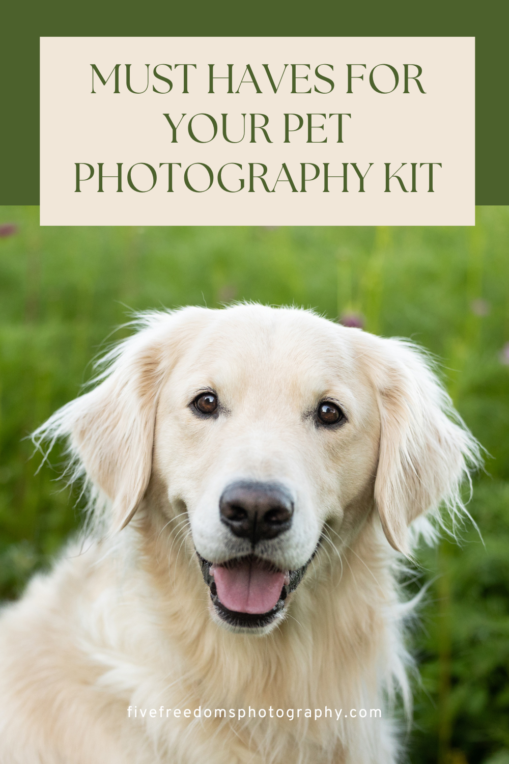 Must Haves For Pet Photography