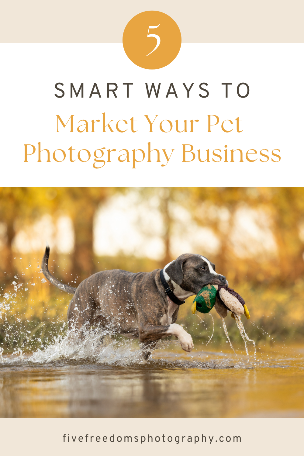 5 Smart Ways To Market Your Pet Photography Business 