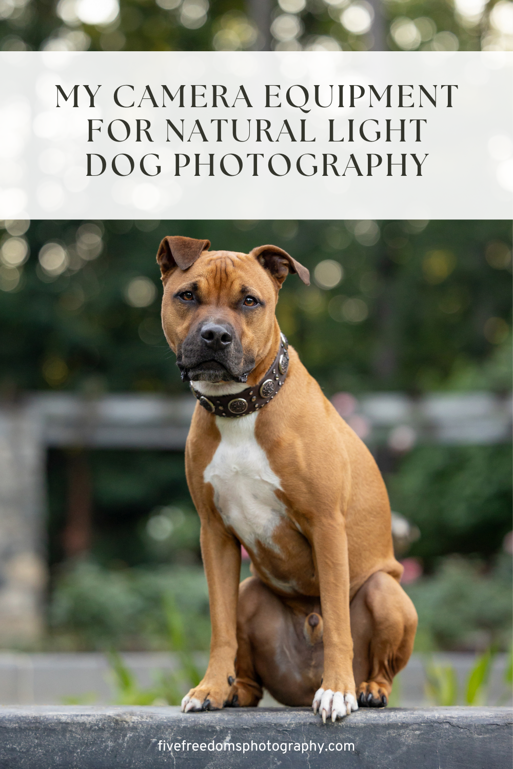 My Camera Equipment For Natural Light Pet Photography