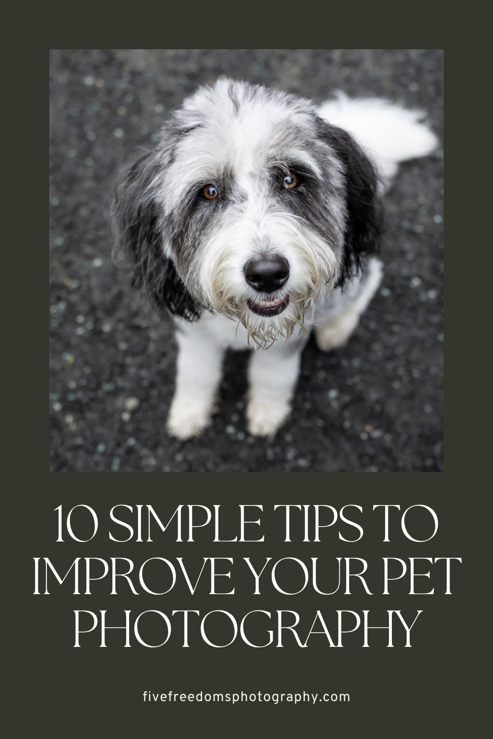 10 Simple Tips To Improve Your Pet Photography Today