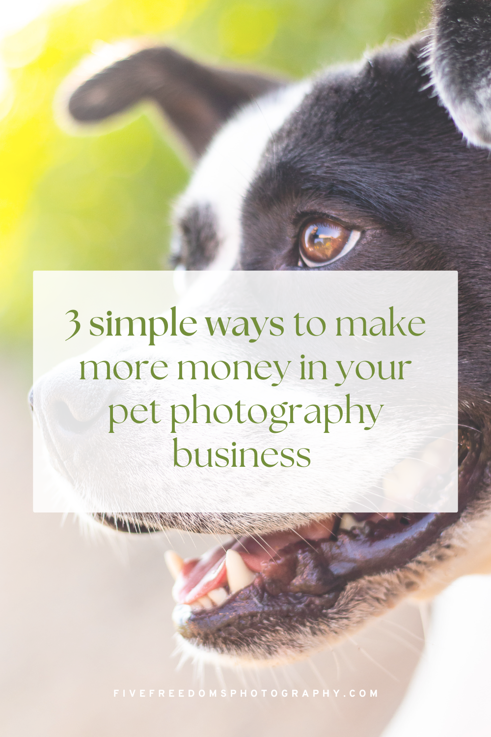3 Simple Ideas To Make More In Your Pet Photography Business Today