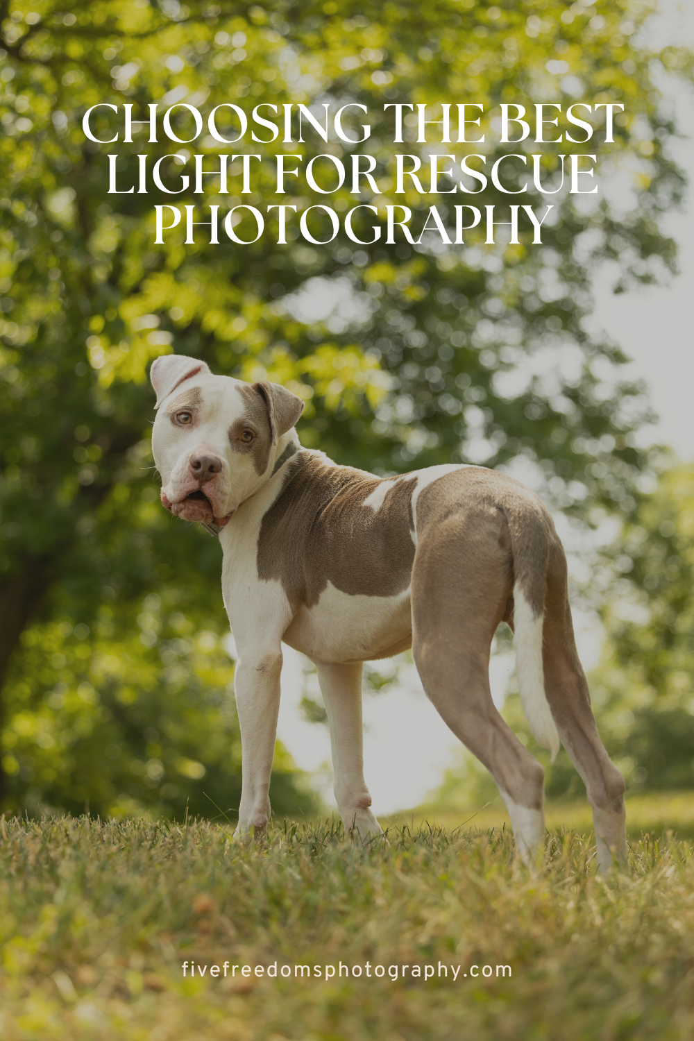 Tips For Choosing The Best Light For Rescue Photography