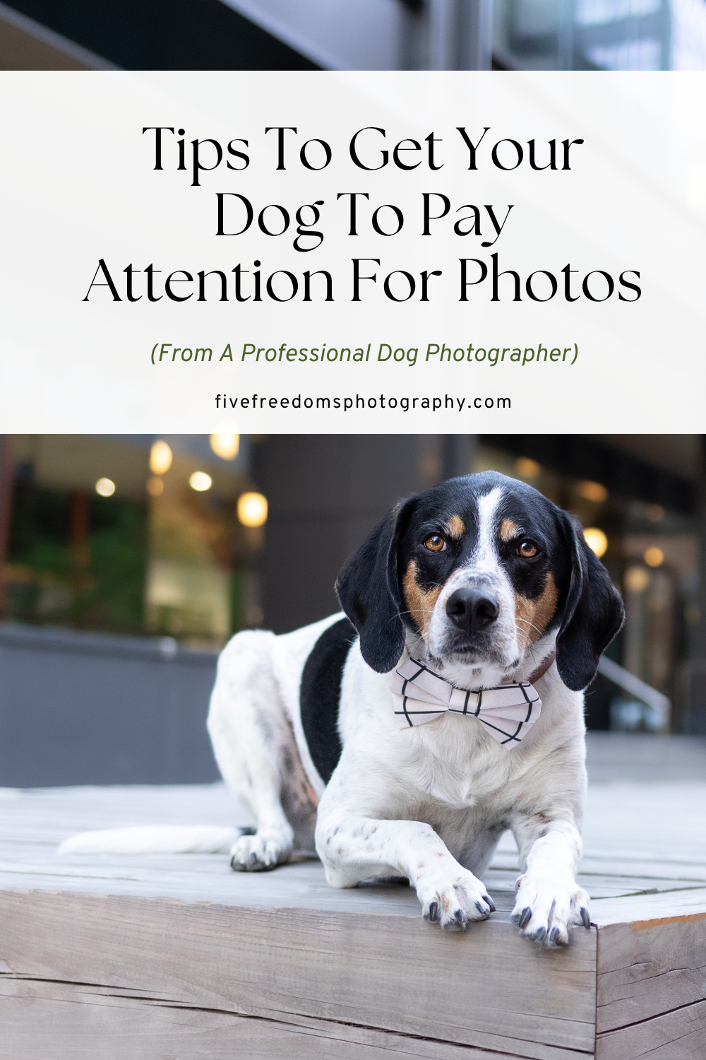 Tips To Get Your Dog To Pay Attention For Photos 