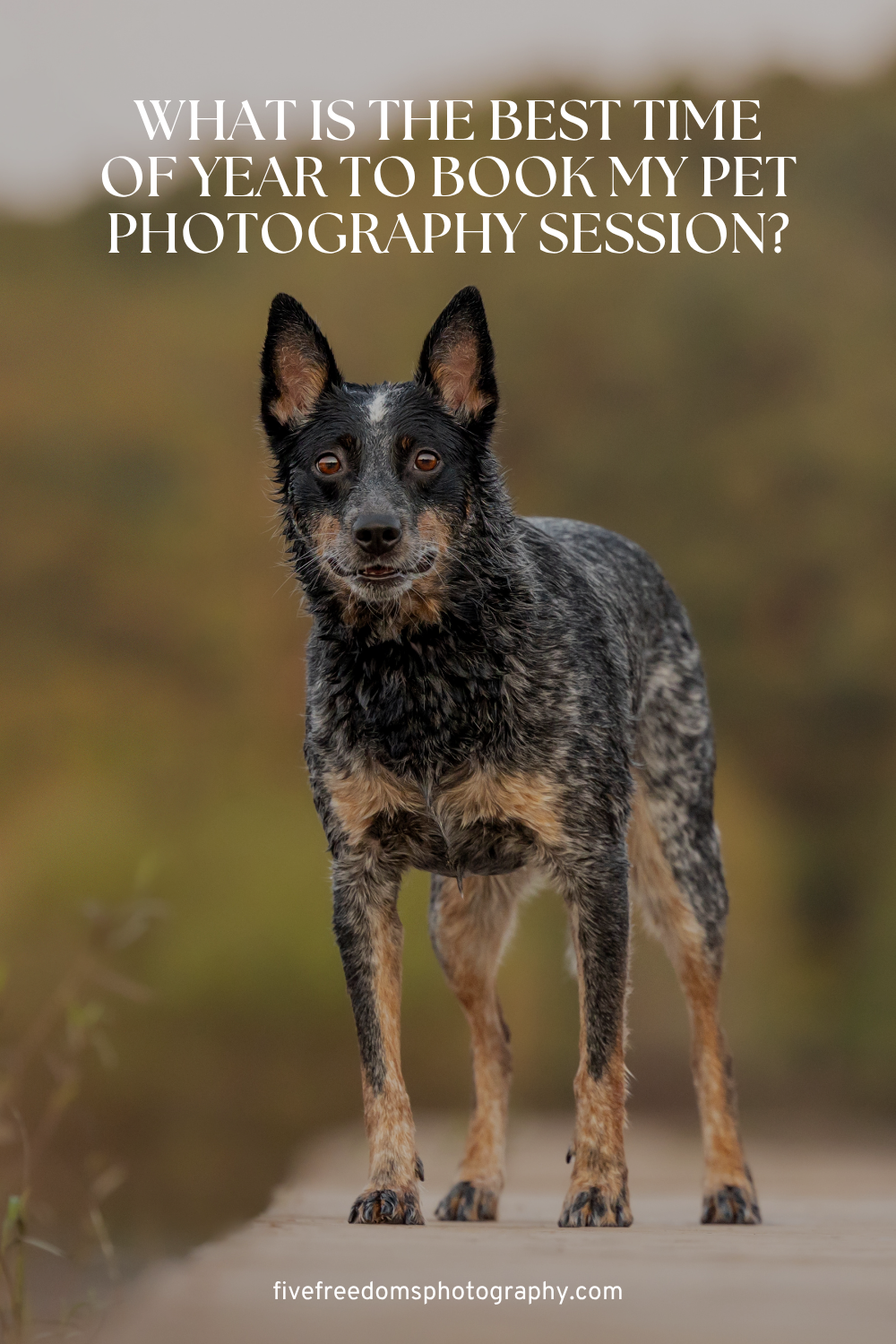 When Is the Best Time of Year for a Pet Photography Session in Raleigh, NC?