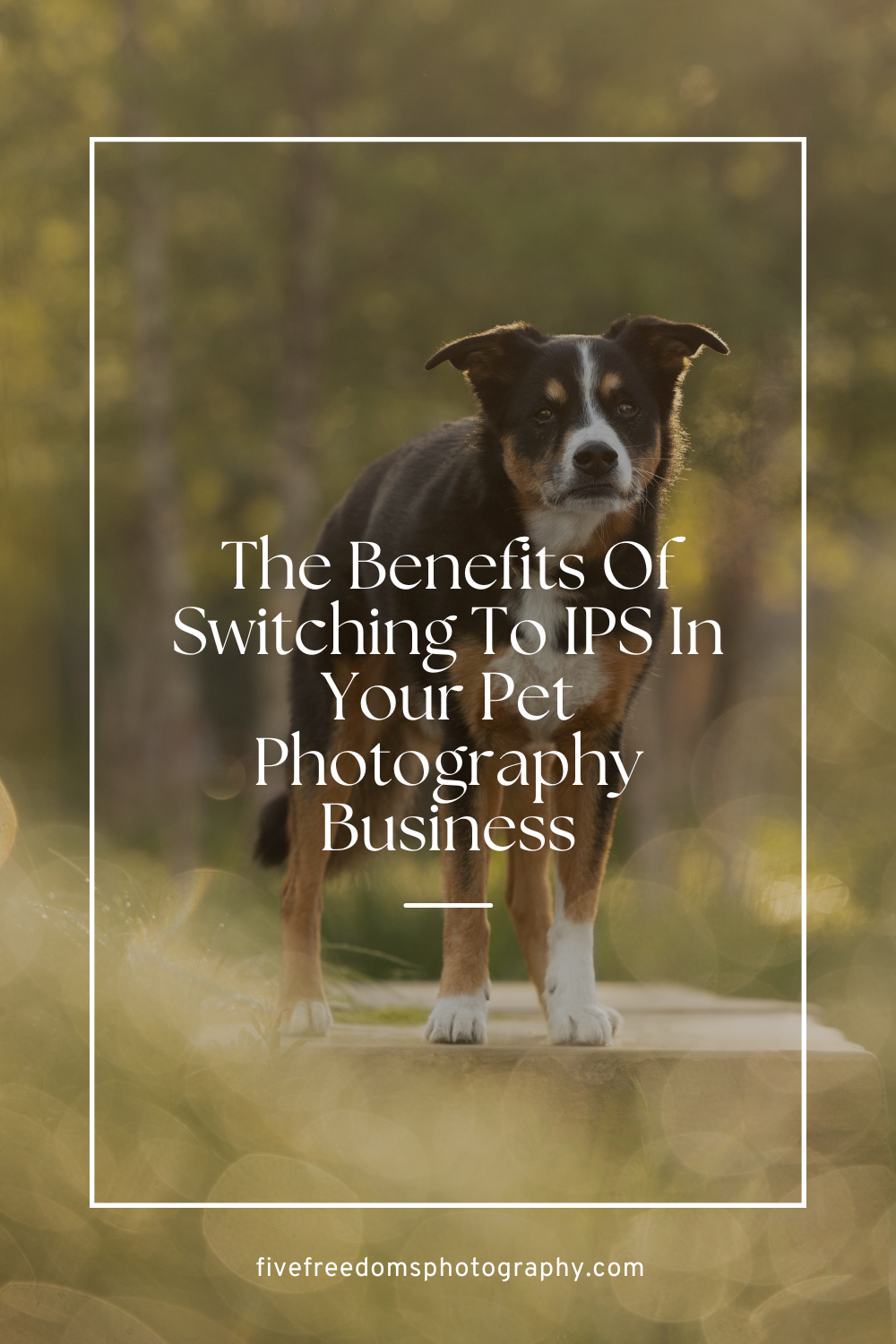 Benefits Of Switching To IPS In Your Pet Photography Business 