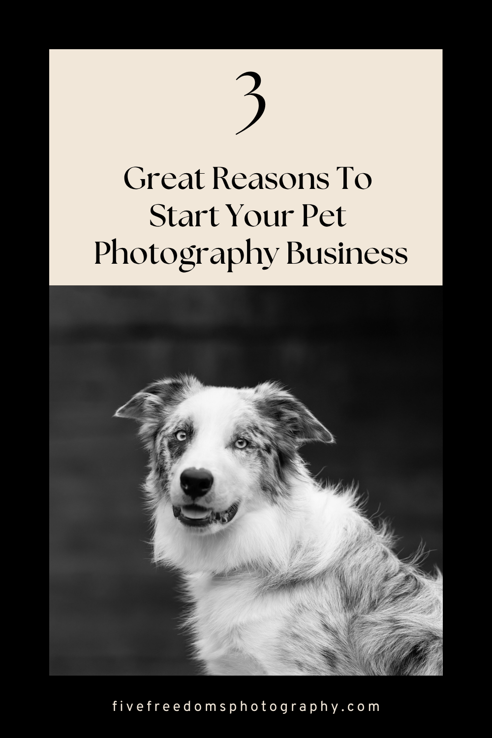 3 Great Reasons To Start Your Pet Photography Business Today