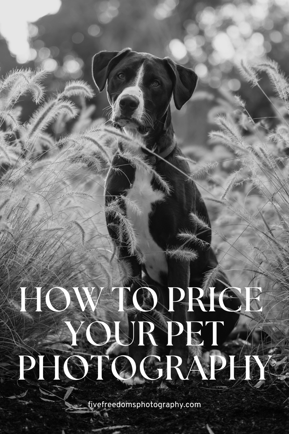 How To Price Your Pet Photography Sessions &amp; Digital Packages