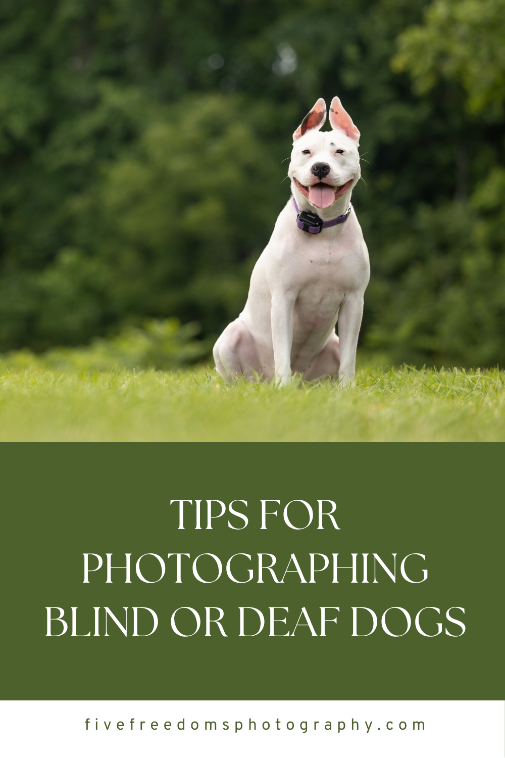 Tips For Photographing Blind / Deaf Dogs As A Pet Photographer