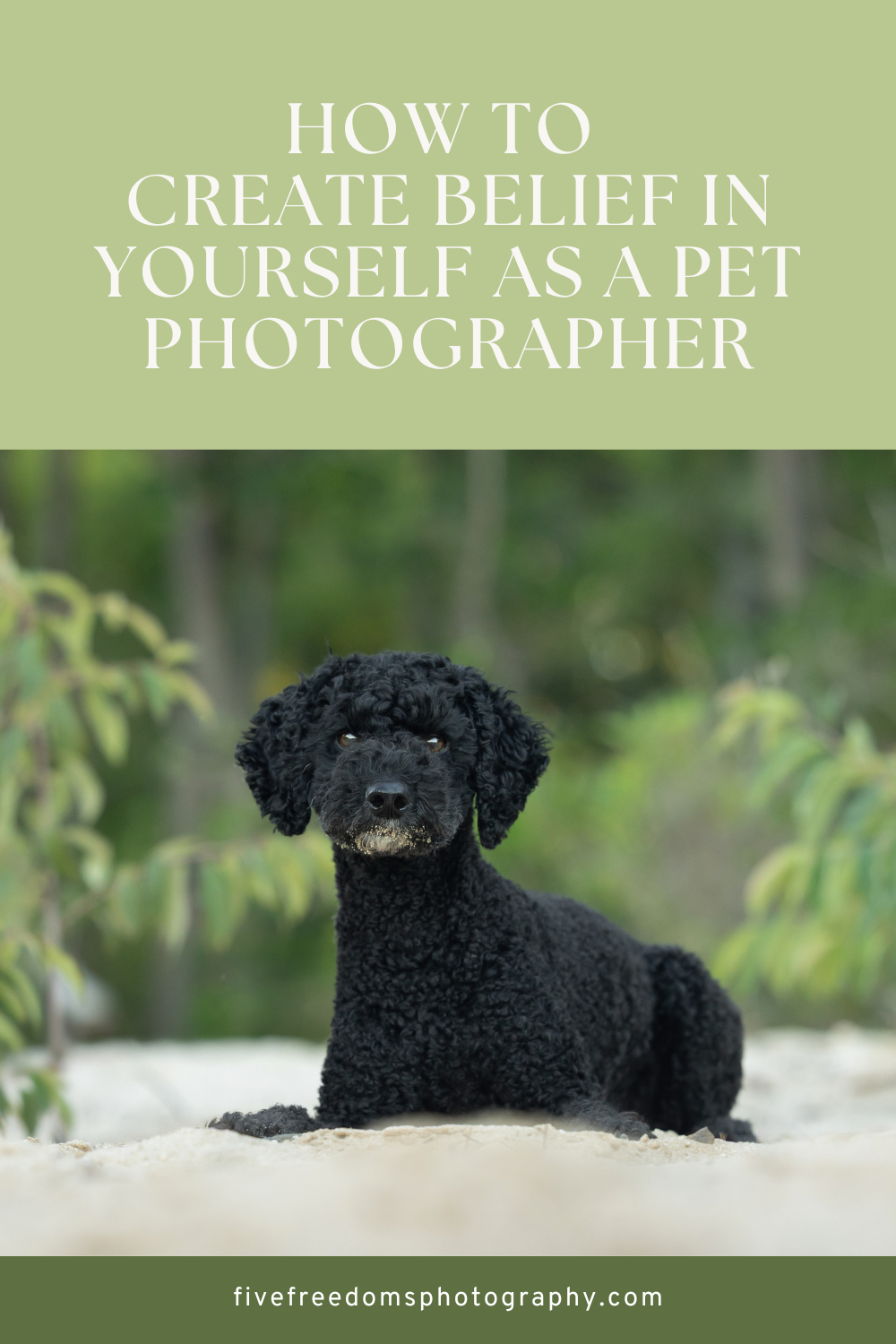 Create Belief In Yourself As A Pet Photographer 