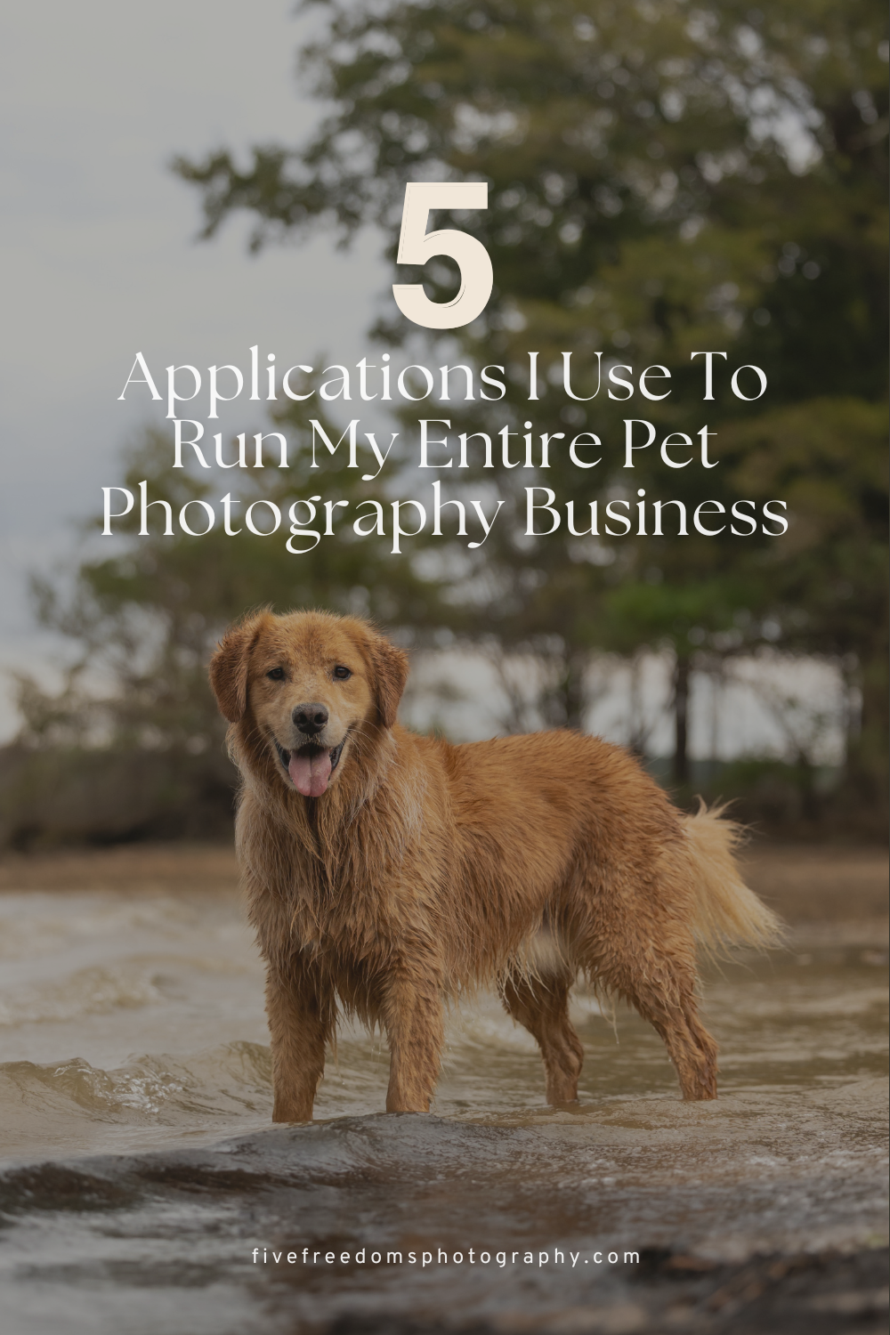 Five (Awesome) Applications I Use To Run My Entire Pet Photography Business 