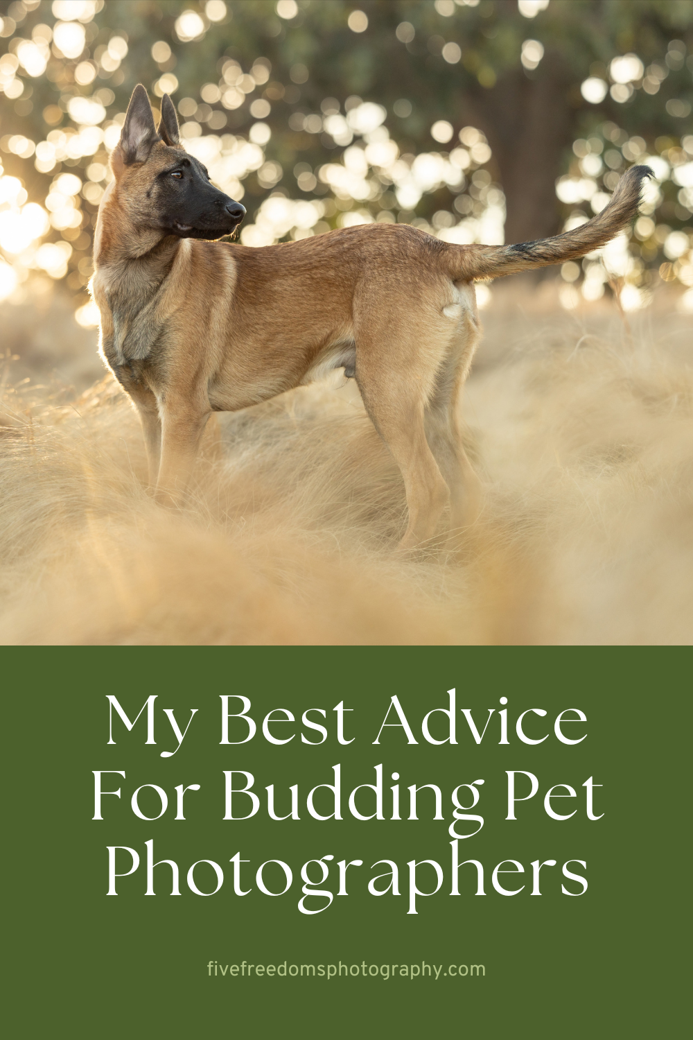 My Best Advice For Budding Pet Photographers (From A Working Pet Photographer)