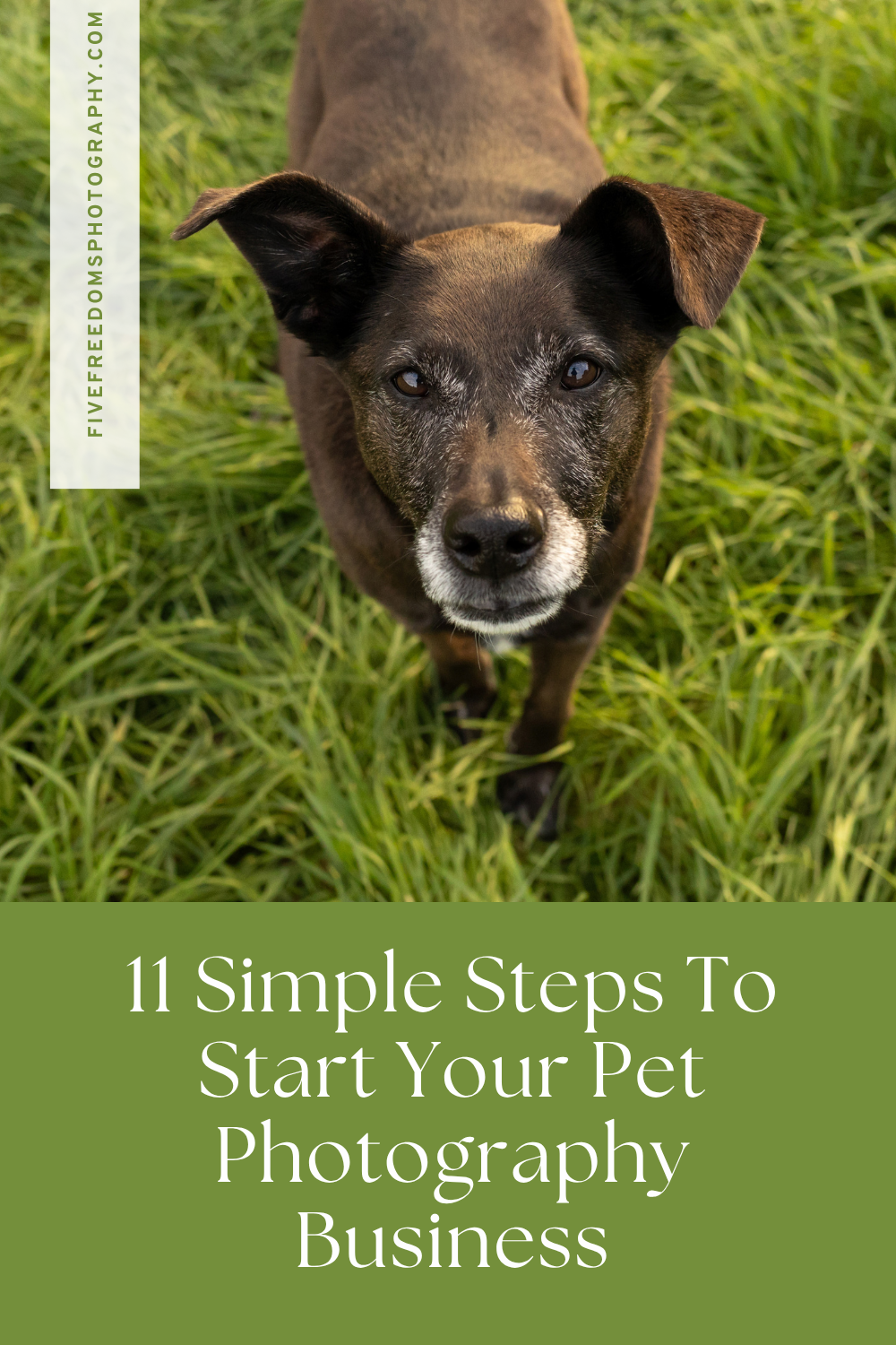 11 Simple Steps To Kickstart Your Pet Photography Busine