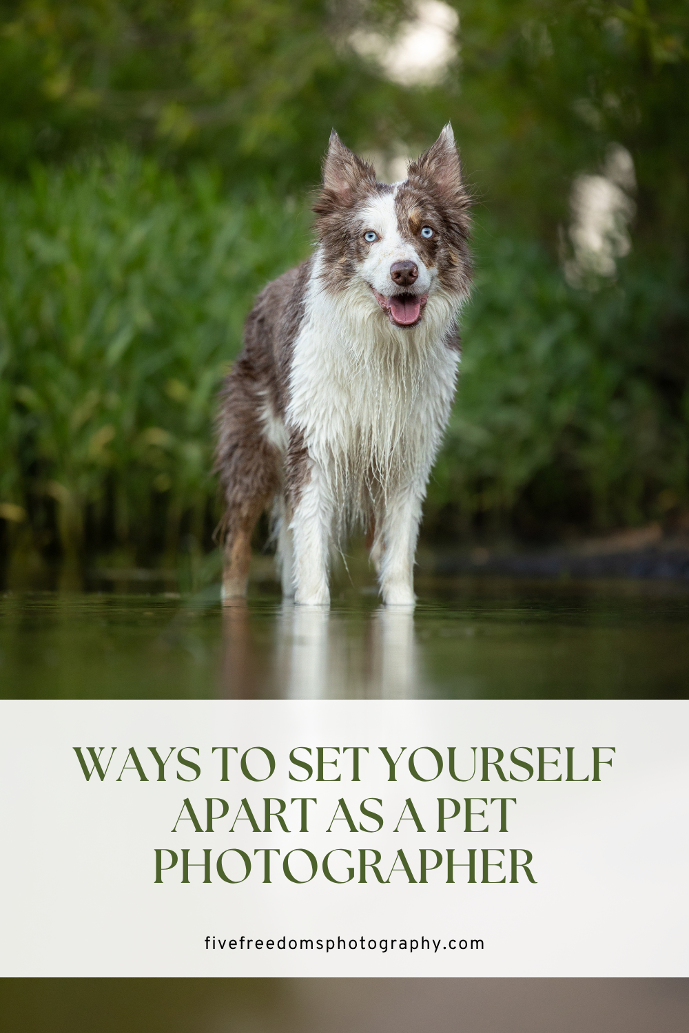 Ways To Set Yourself Apart As A Pet Photographer