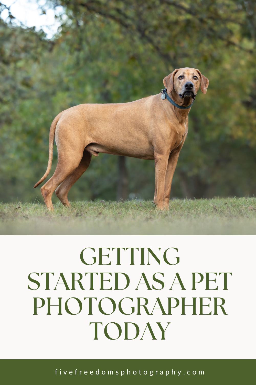 Getting Started As A Pet Photographer Today