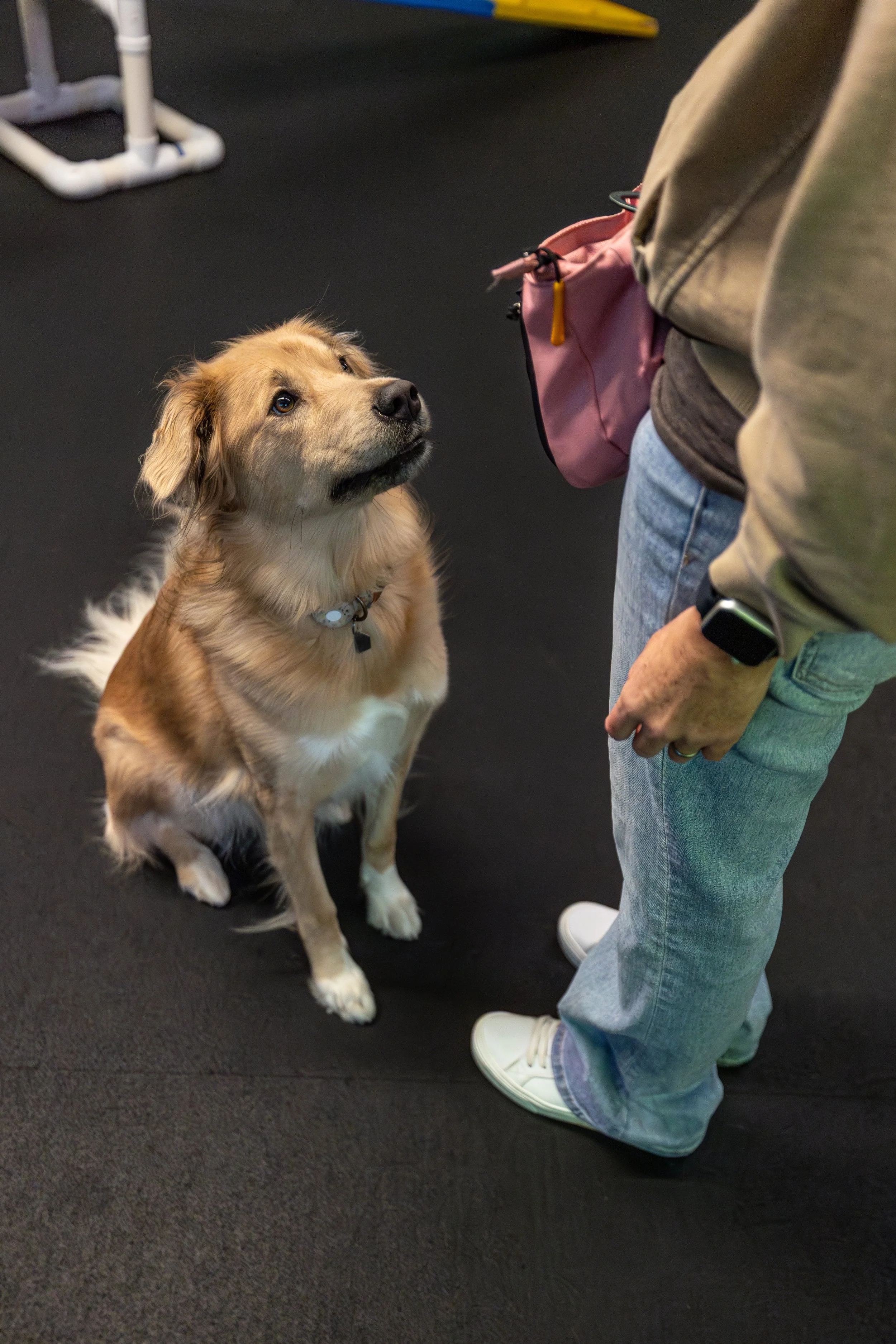 Business Spotlight: All Dogs Allowed Training Center in Cary, NC
