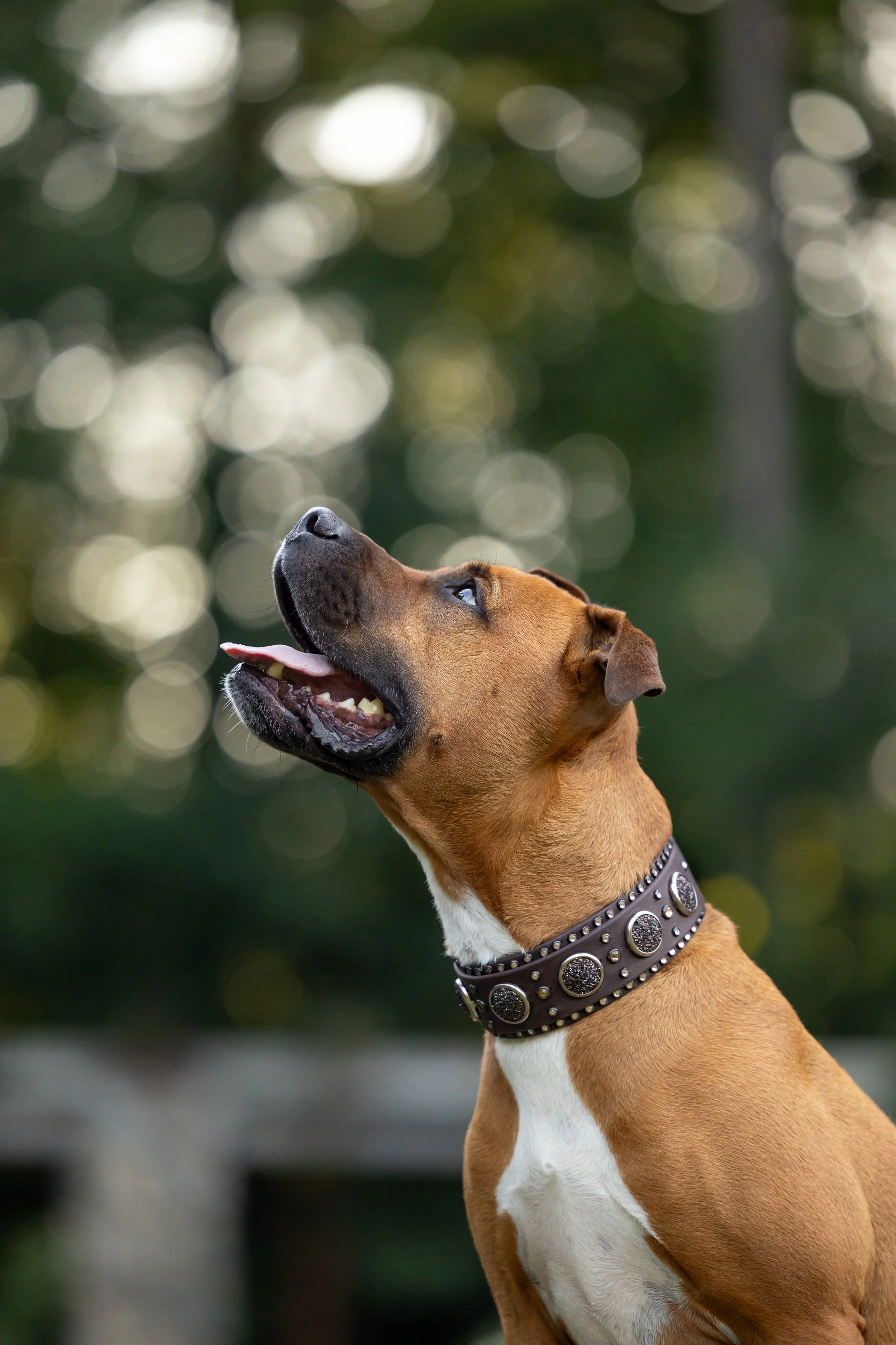 Business Spotlight: Cora's Canine Collective