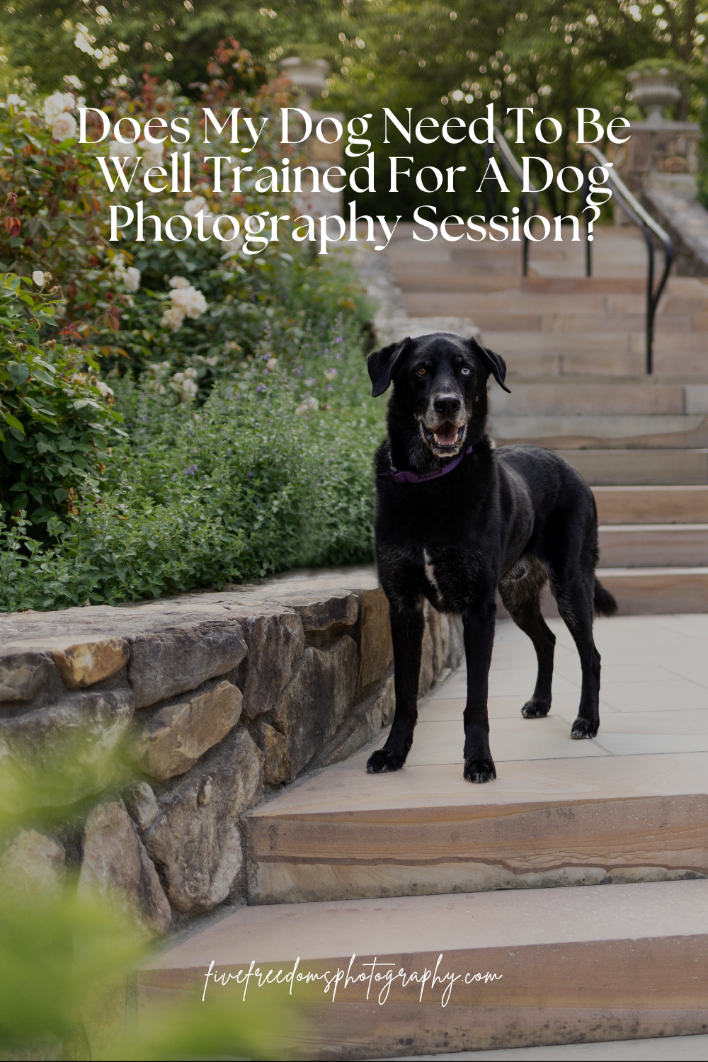 Does My Dog Need To Be Well Trained For A Pet Photography Session?