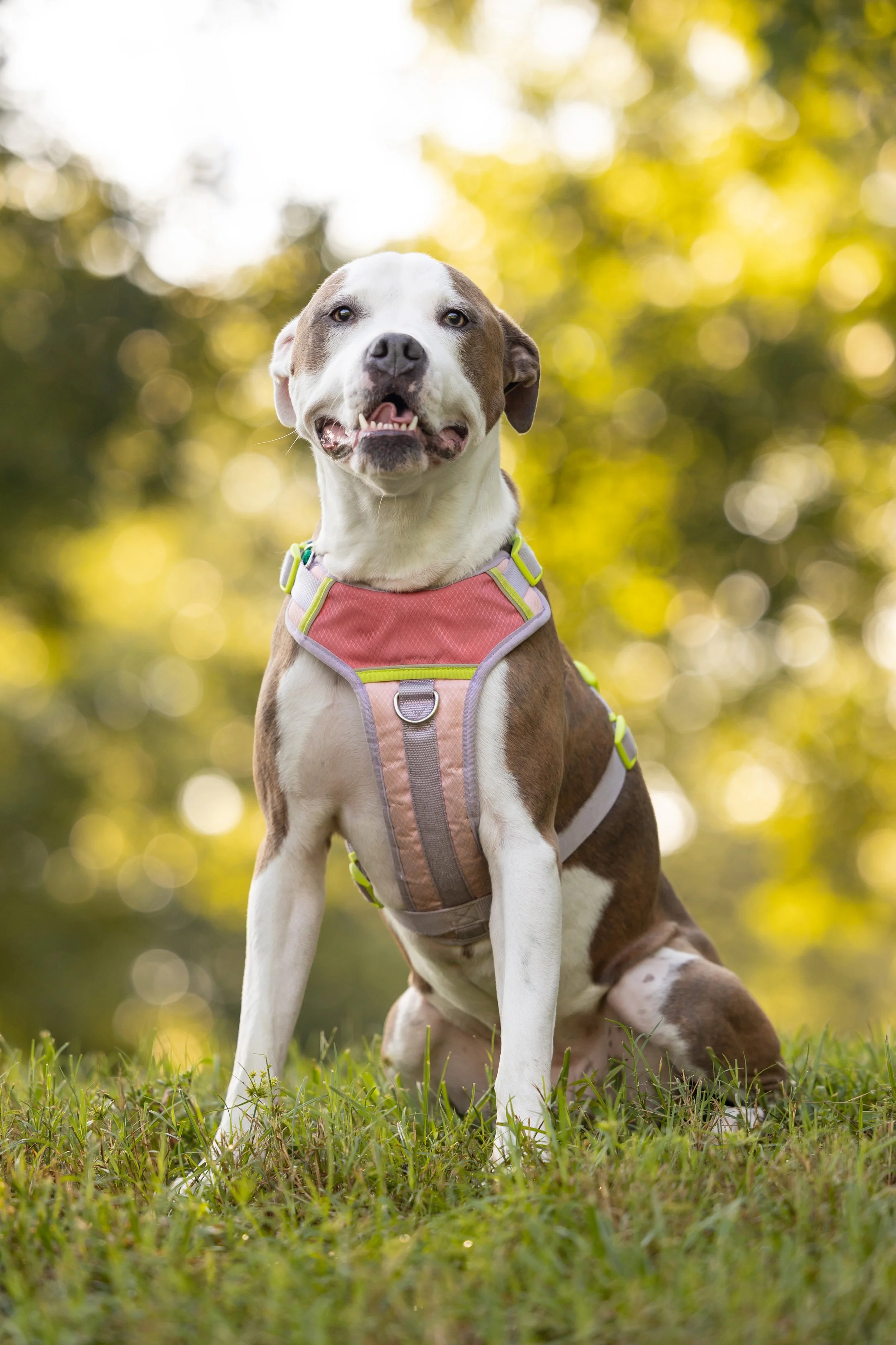 August 2026 Adoptables Sponsored by Cedillo Consulting LLC