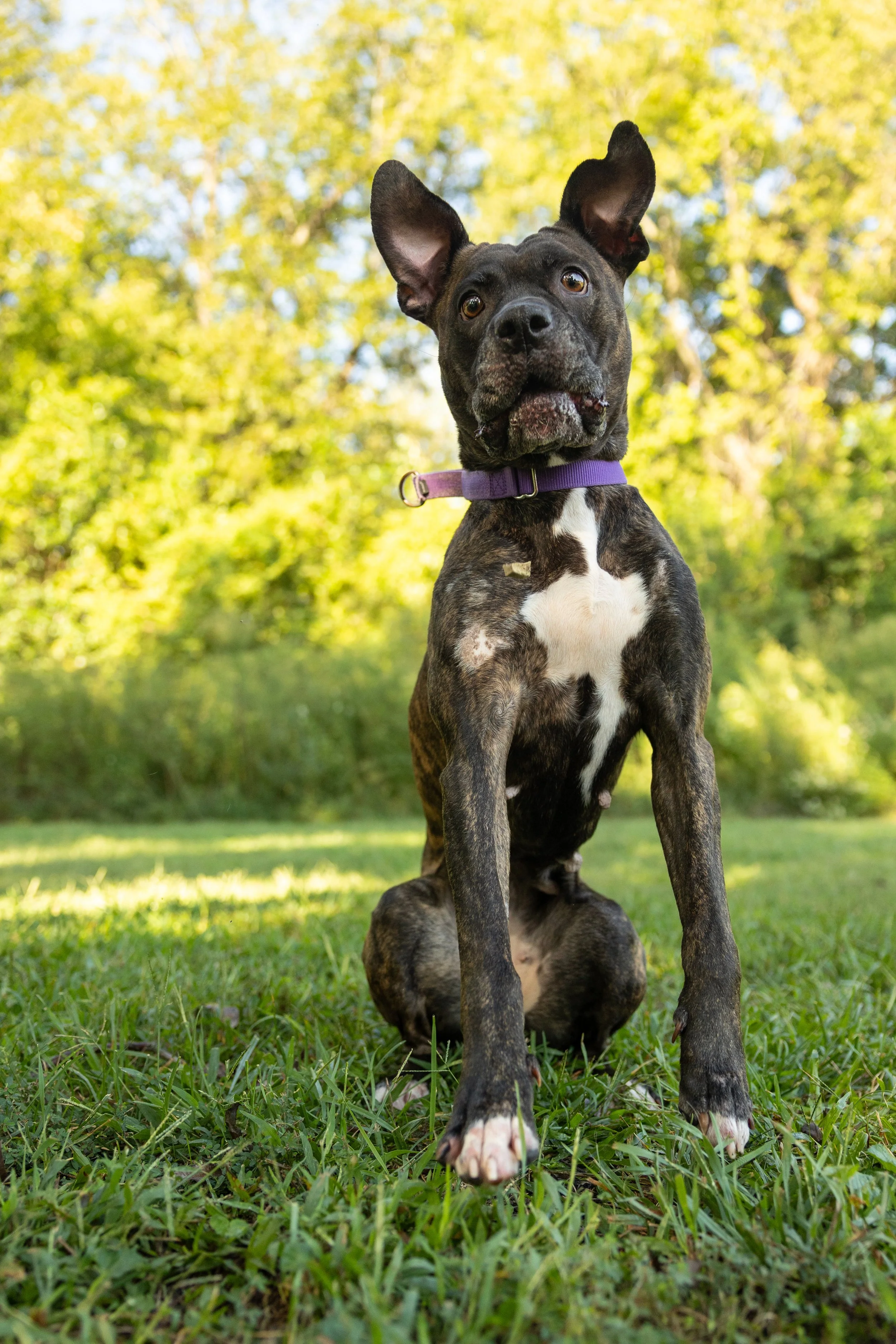 September 2026 Adoptables 