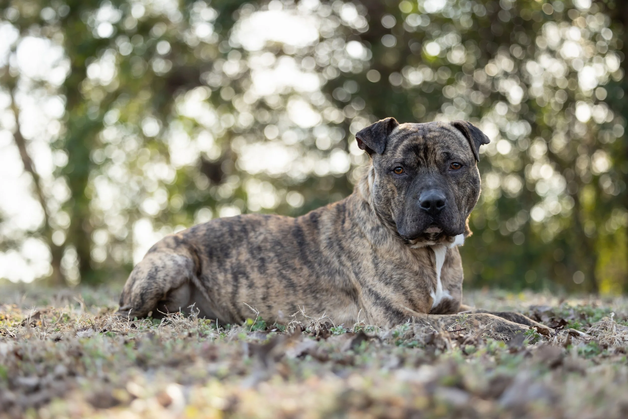 Lynyrd Skynyrd (WakeGov Pets)-104.jpg