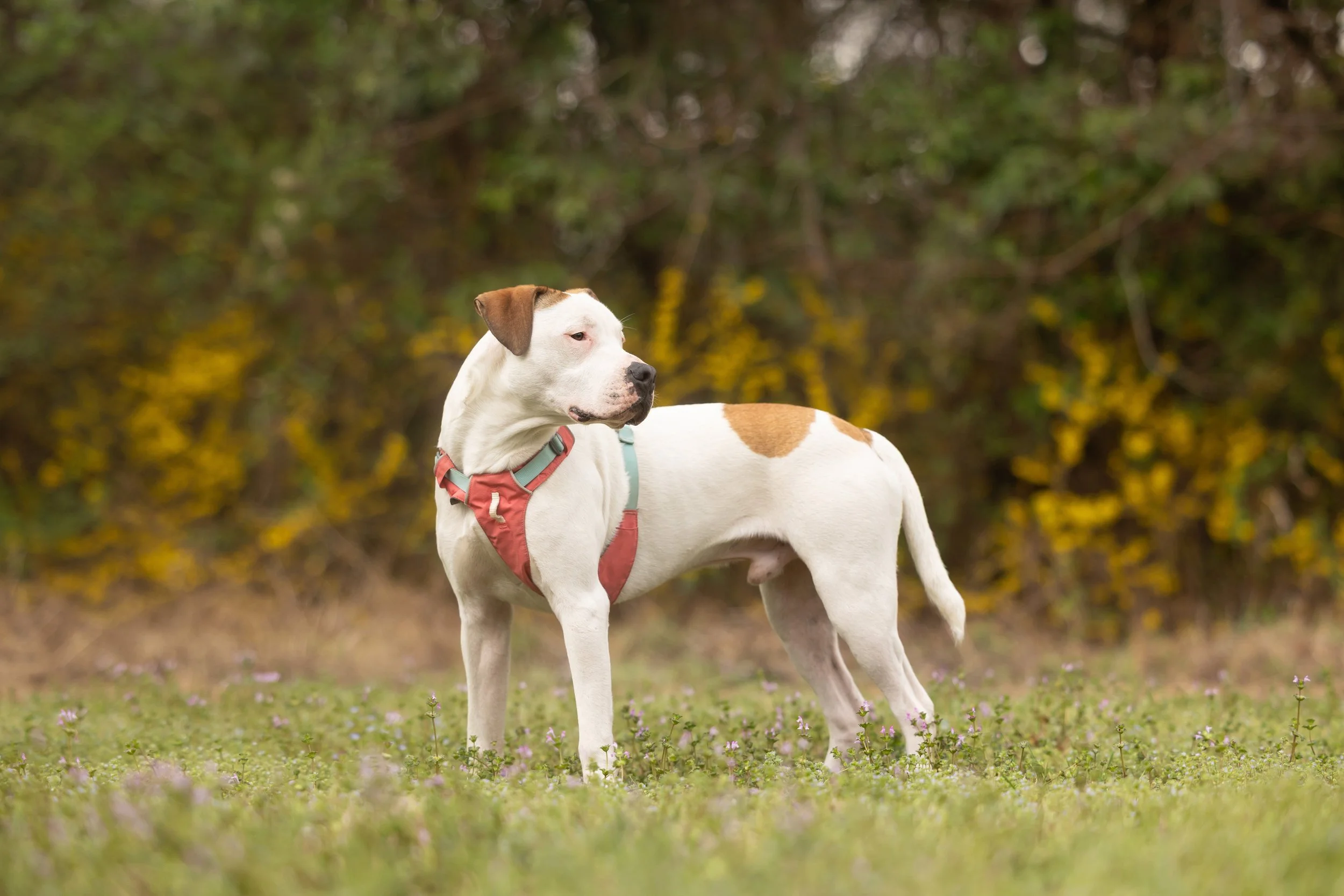 Apricot (Best Friend Pet Adoption)-100.jpg