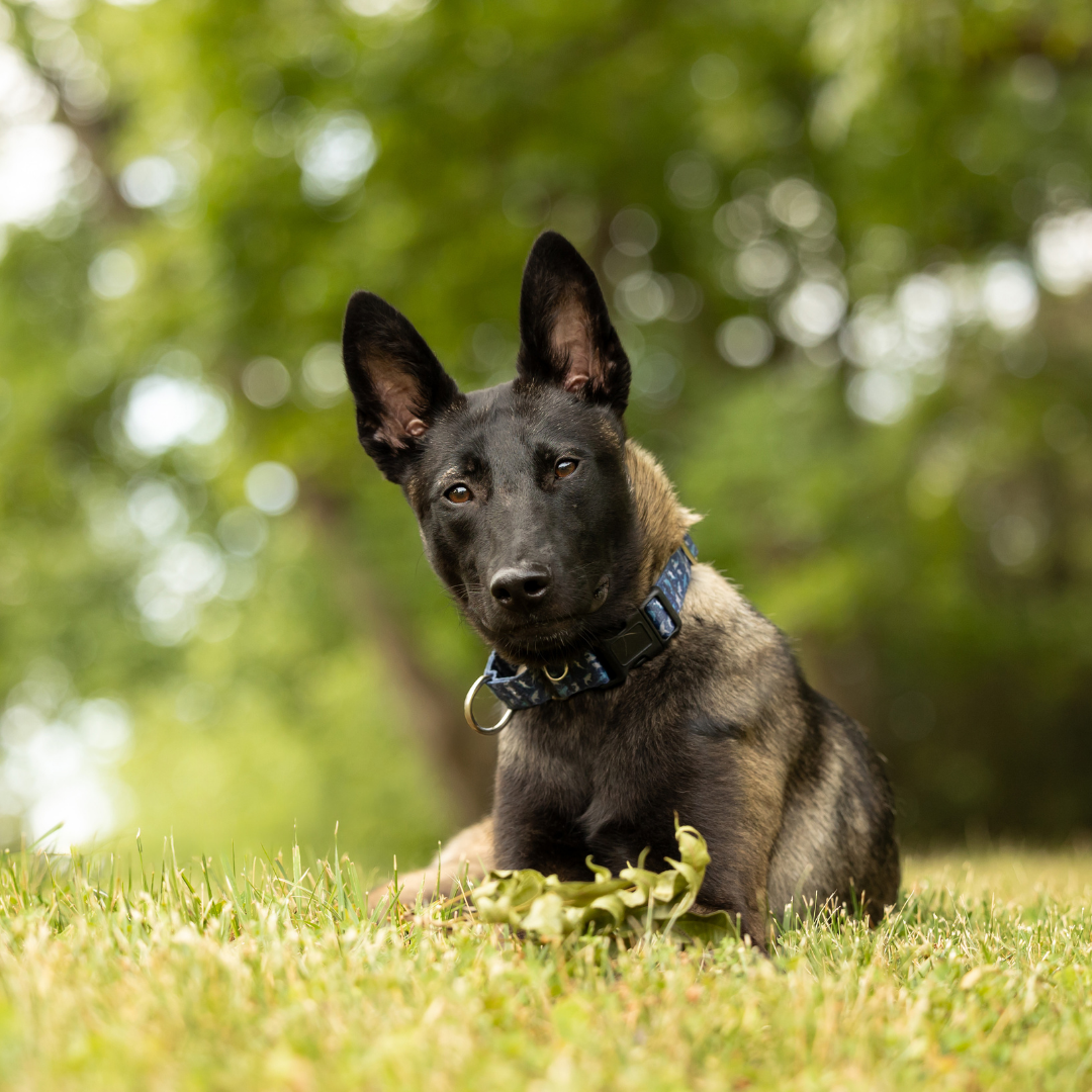 Five_Freedoms_Photography_Graphic (4).png