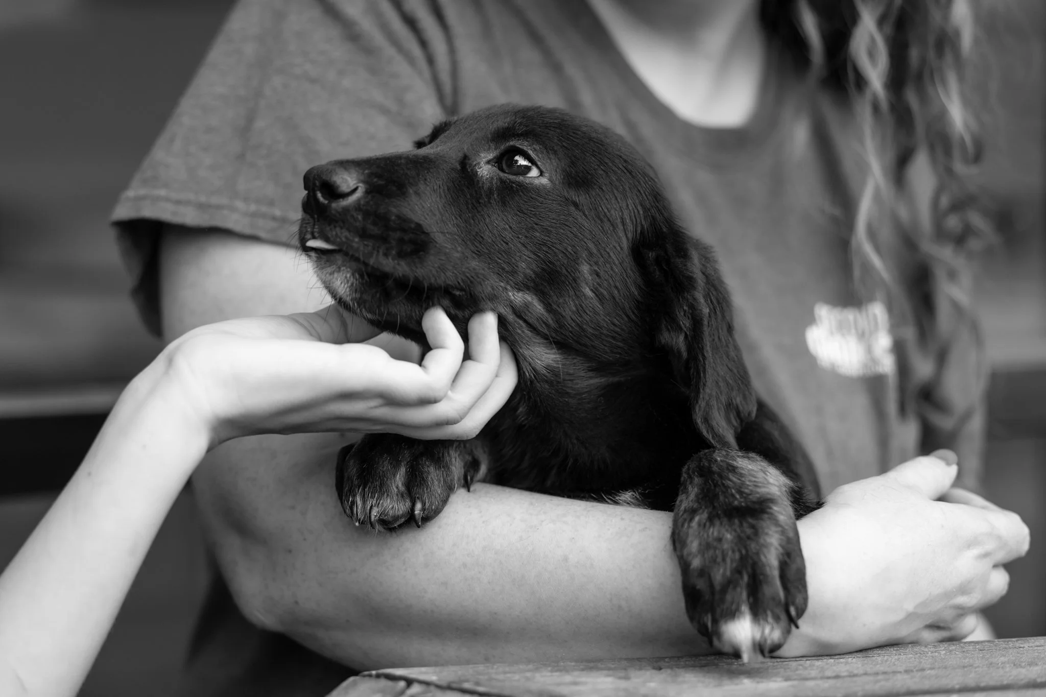 Second Chance Pet Adoptions-152-2.jpg