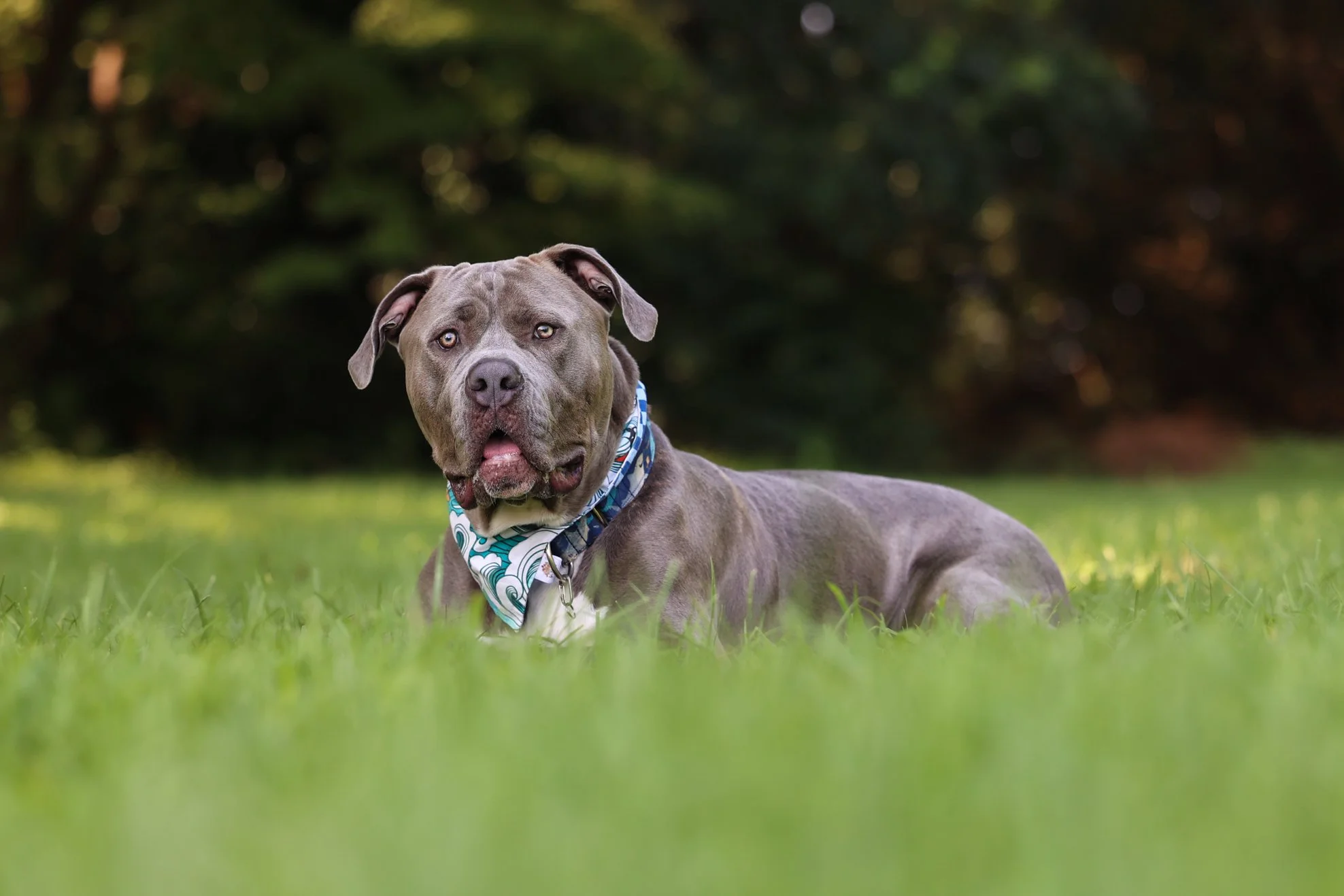 Baloo-104.jpg