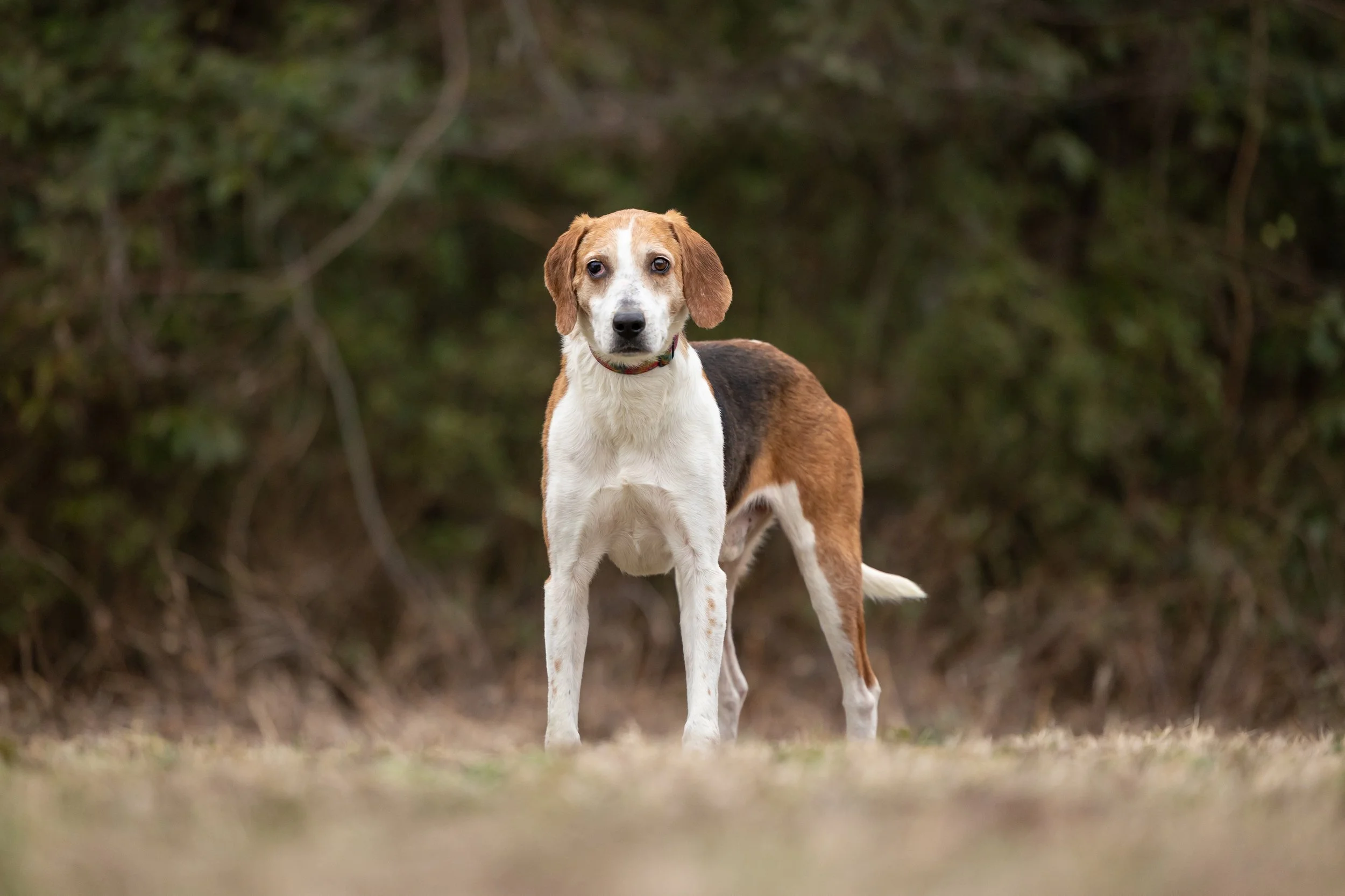 Wilbur (Longleaf Animal Rescue)-104.jpg