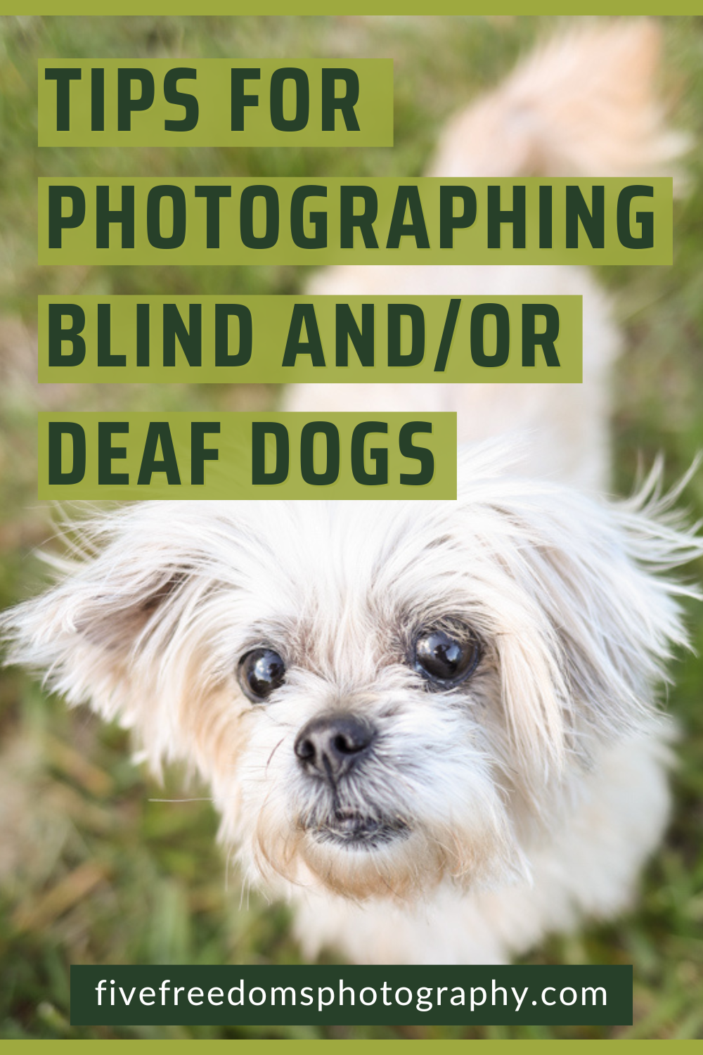 Tips For Photographing Blind / Deaf Dogs As A Pet Photographer — FIVE