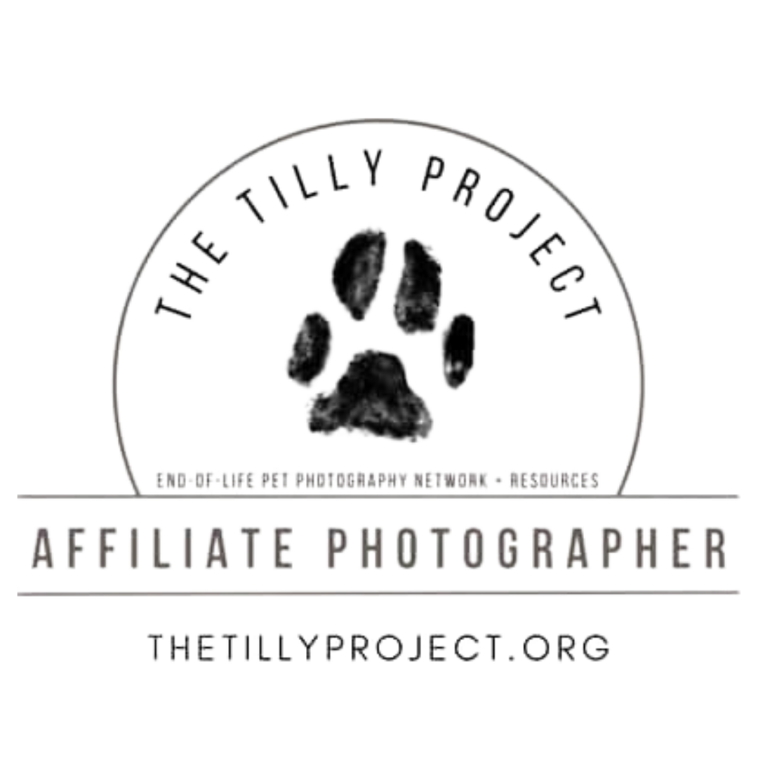 Tips For Photographing Blind / Deaf Dogs As A Pet Photographer — FIVE