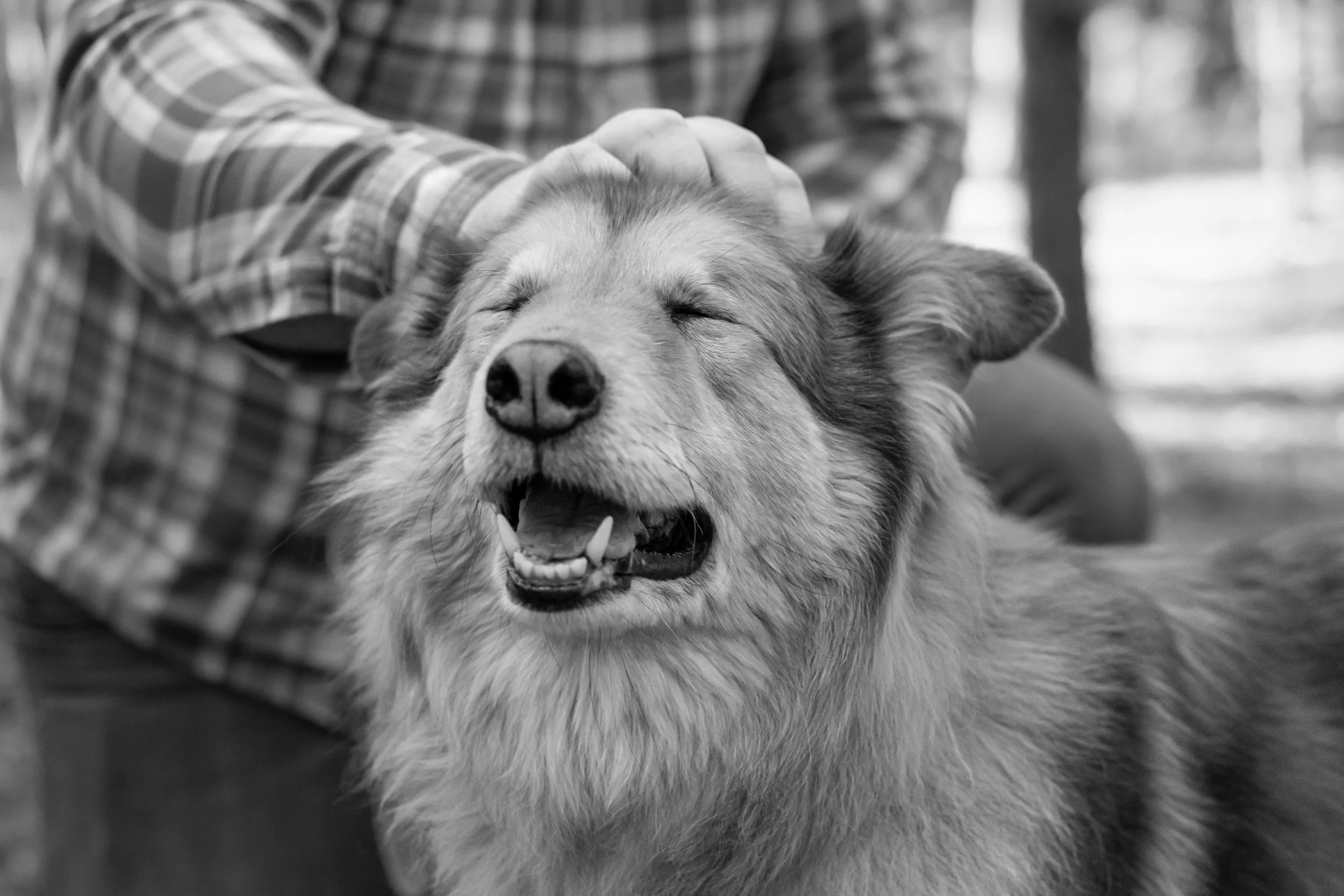 senior-dog-legacy-session-outdoor-end-of-life-pet-photographer-raleigh-outdoor-natural-light-remembrance-memory-portraits1.jpg