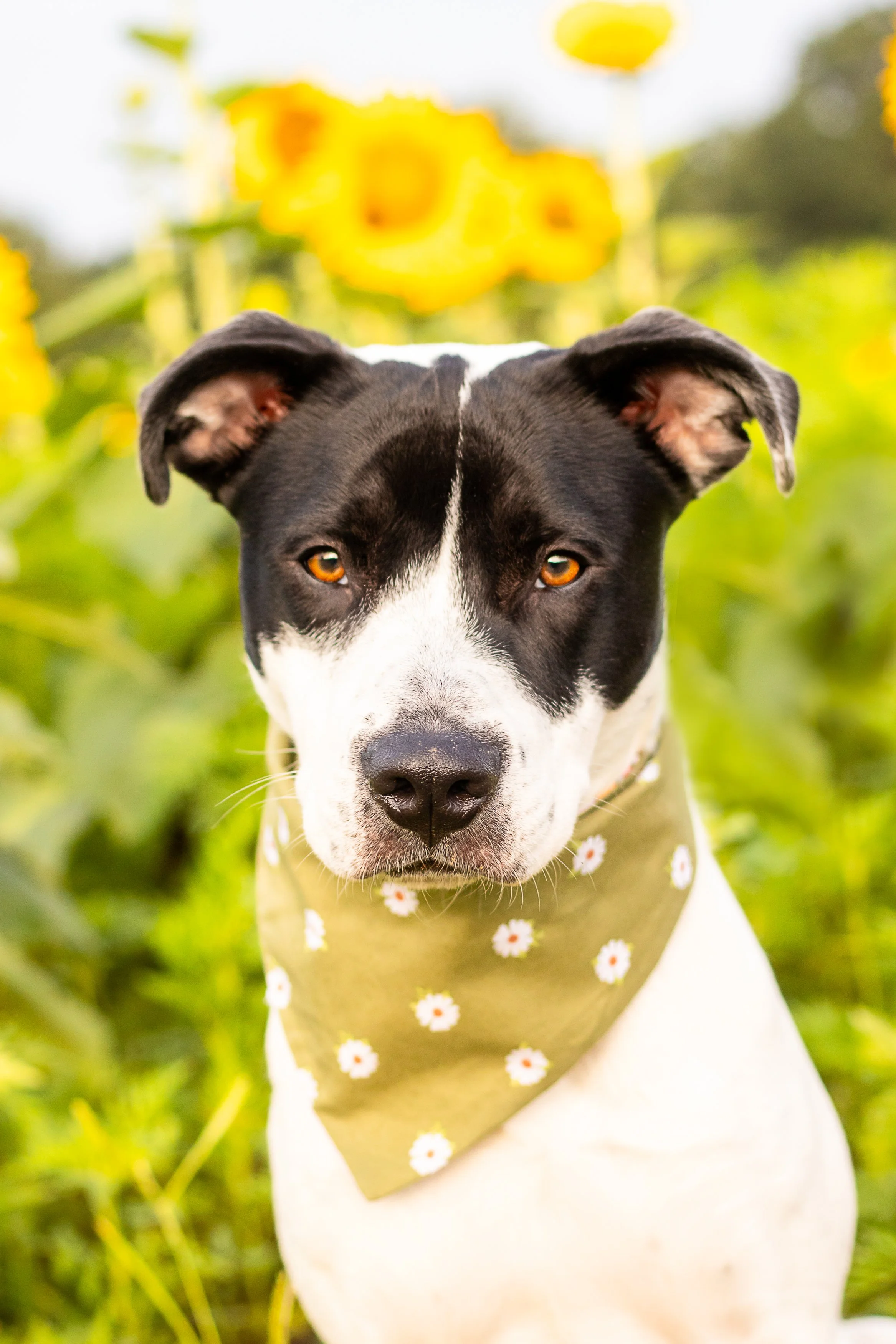 5 Pet Friendly Places To Photograph In Raleigh — FIVE FREEDOMS