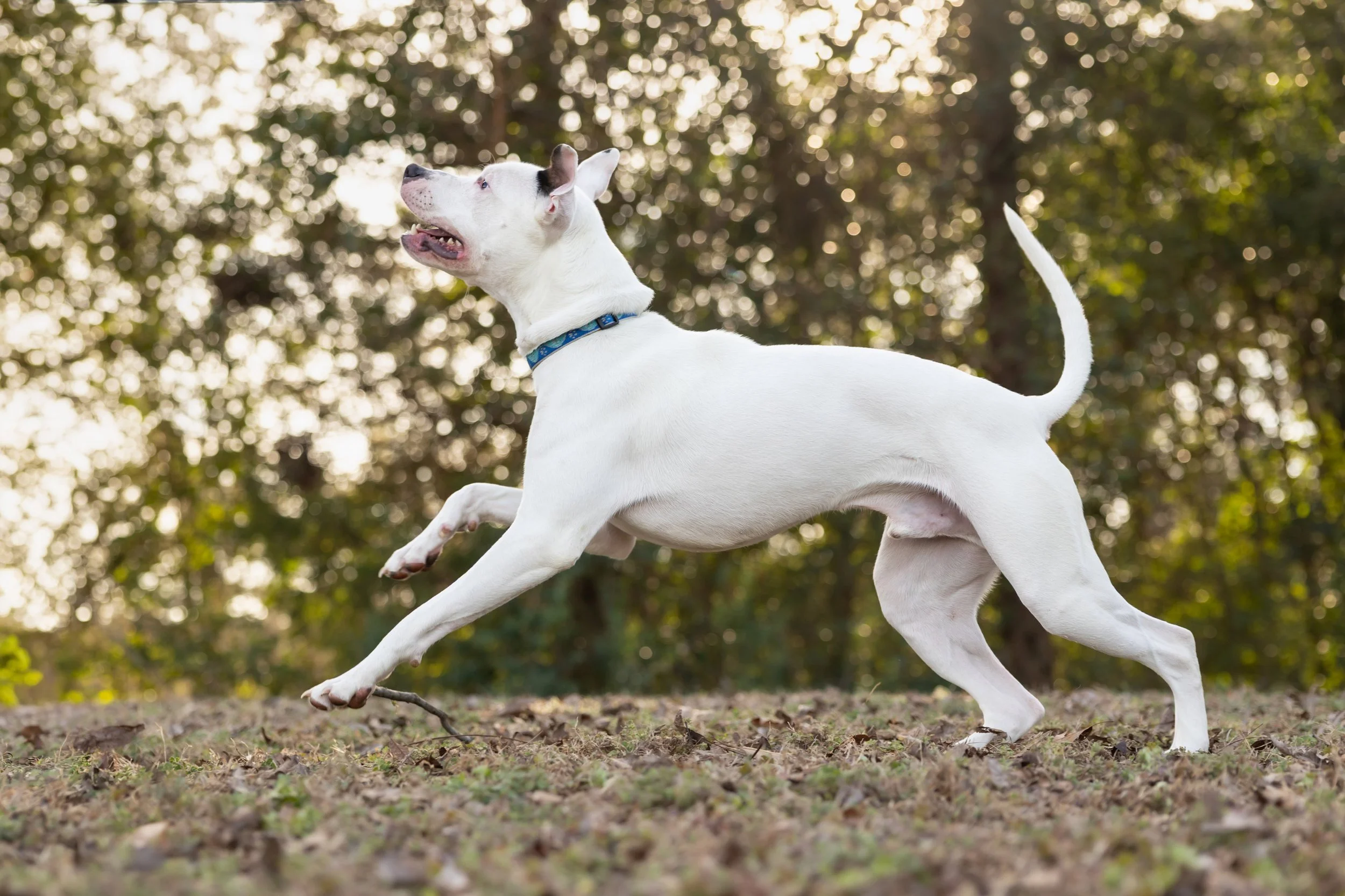 Aero (Charley's K9 Rescue)-111.jpg