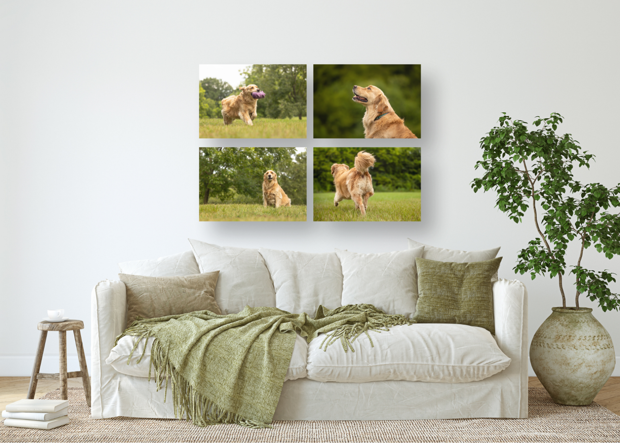 raleigh-dog-pet-puppy-senior-portrait-photographer-durham-cary-chapel-hill-nc-wake-county-triangle-north-carolina.png