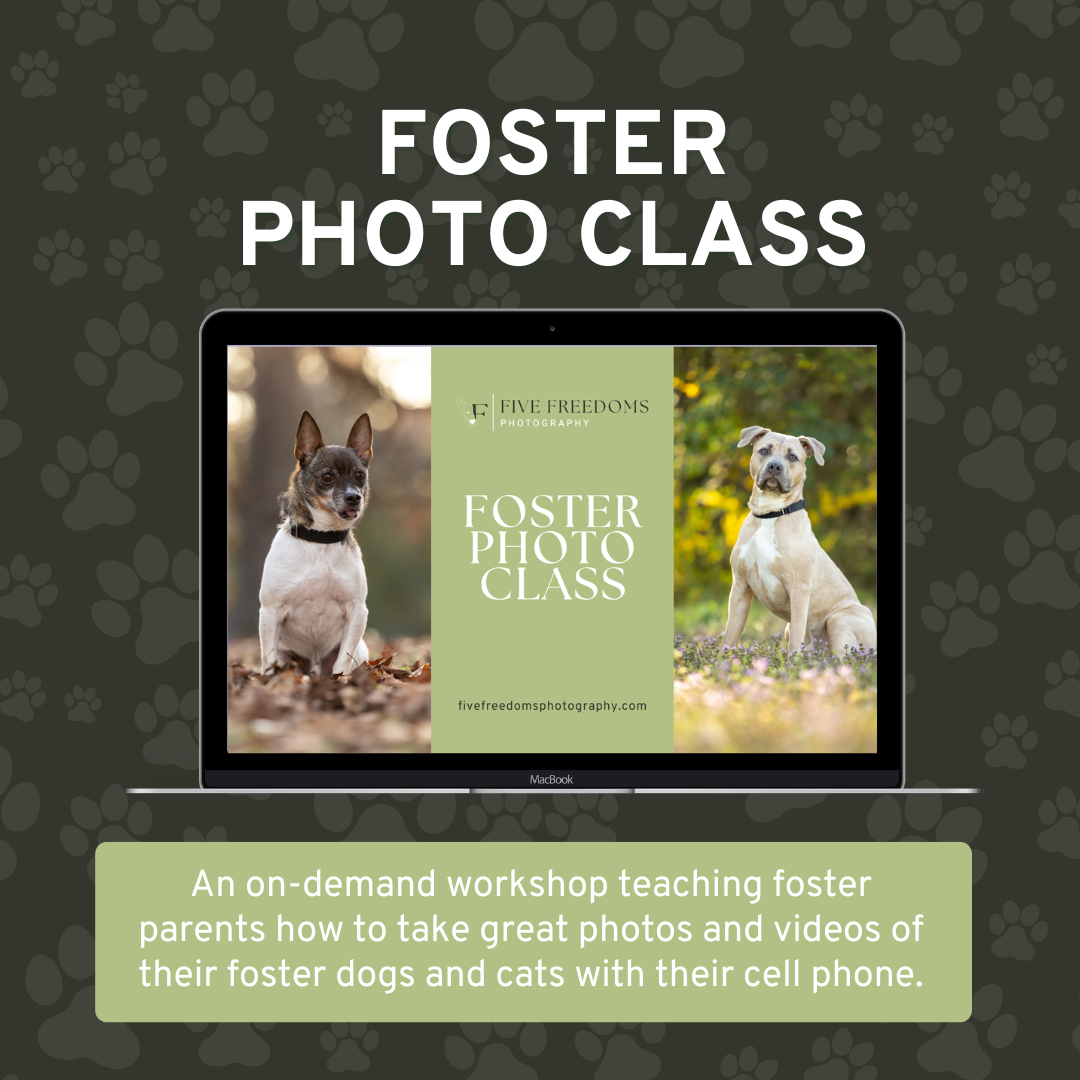 Foster Photo Class by Five Freedoms Photography