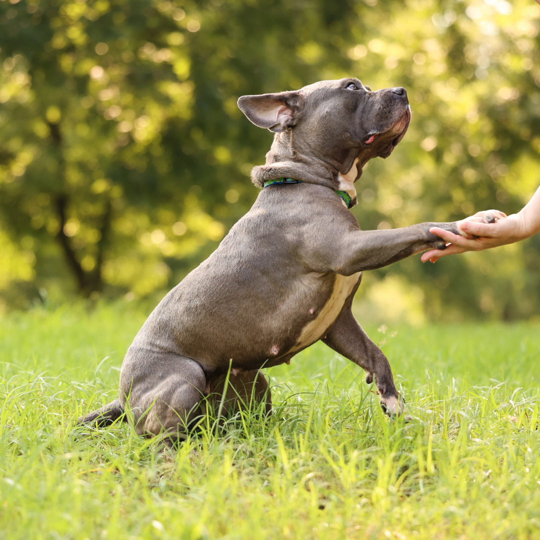 Five_Freedoms_Photography_Graphic (9).png
