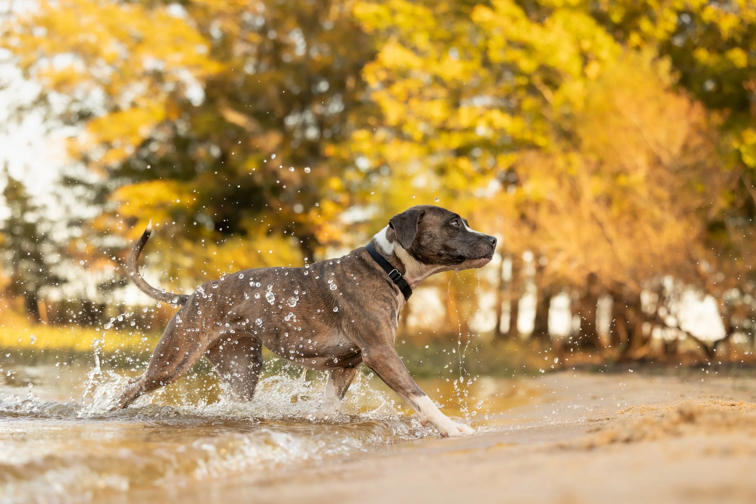 raleigh-pet-photographer-pet-photography-in-cary-chapel-hill-durham-nc233.jpg